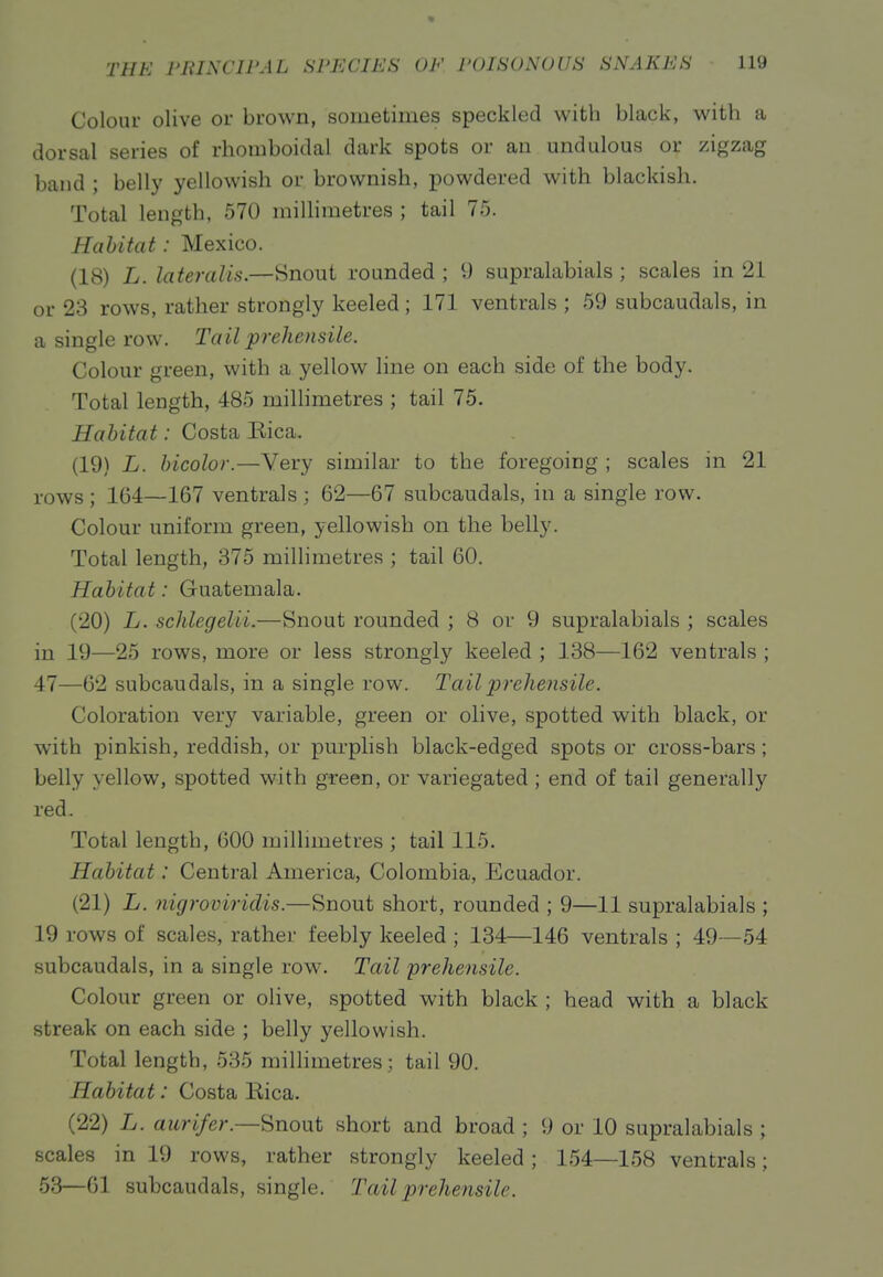 Colour olive or brown, sometimes speckled with black, with a dorsal series of rhomboidal dark spots or an undulous or zigzag band ; belly yellowish or brownish, powdered with blackisli. Total length, 570 millimetres ; tail 75. Habitat: Mexico. (18) L. lateralis.—Snout rounded ; 9 supralabials ; scales in 21 or 23 rows, rather strongly keeled; 171 ventrals ; 59 subcaudals, in a single row. Tail prehensile. Colour green, with a yellow line on each side of the body. Total length, 485 millimetres ; tail 75. Habitat: Costa Kica. (19) L. bicolor.—Very similar to the foregoing ; scales in 21 rows ; 164—167 ventrals ; 62—67 subcaudals, in a single row. Colour uniform green, yellowish on the belly. Total length, 375 millimetres ; tail 60. Habitat: Guatemala. (20) L. schlegelii.—Snout rounded ; 8 or 9 supralabials ; scales in 19—25 rows, more or less strongly keeled ; 138—162 ventrals ; 47—62 subcaudals, in a single row. Tail prehensile. Coloration very variable, green or olive, spotted with black, or with pinkish, reddish, or purplish black-edged spots or cross-bars; belly yellow, spotted with green, or variegated ; end of tail generally red. Total length, 600 millimetres ; tail 115. Habitat: Central America, Colombia, Ecuador. (21) L. nigroviridis.—Snout short, rounded ; 9—11 supralabials ; 19 rows of scales, rather feebly keeled ; 134—146 ventrals ; 49—54 subcaudals, in a single row. Tail prehensile. Colour green or olive, spotted with black ; head with a black streak on each side ; belly yellowish. Total length, 535 millimetres; tail 90. Habitat: Costa Rica. (22) L. aurifer.—Snout short and broad ; 9 or 10 supralabials ; scales in 19 rows, rather strongly keeled ; 154—158 ventrals; 53—61 subcaudals, single. Tail prehensile.
