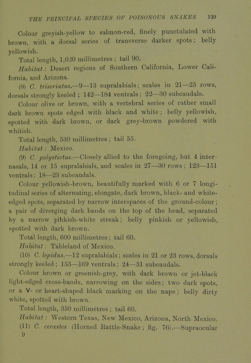 Colour gi-eyish-yellow to saliuon-i-ed, finely punctulated with brown, with a dorsal series of transverse darker spots; belly yellowish. Total length, 1,010 millimetres ; tail 90. Habitat: Desert regions of Southern California, Lower Cali- fornia, and Arizona. (8) G. triseriatus.—9—13 supralabials; scales in 21—25 rows, dorsals strongly keeled ; 142—184 ventrals ; 22—30 subcaudals. Colour olive or brown, with a vertebral series of rather small dark brown spots edged with black and white; belly yellowish, spotted with dark brown, or dark grey-brown powdered with whitish. Total length, 530 millimetres ; tail 55. Habitat : Mexico. (9) C. polijst ictus.—Closely allied to the foregoing, but 4 inter- nasals, 14 or 15 supralabials, and scales in 27—30 rows ; 123—151 ventrals; 18—23 subcaudals. Colour yellowish-brown, beautifully marked with 6 or 7 longi- tudinal series of alternating, elongate, dark brown, black- and white- edged spots, separated by narrow interspaces of the ground-colour ; a pair of diverging dark bands on the top of the head, separated by a narrow pihkish-white streak; belly pinkish or yellowish, spotted with dark brown. Total length, 600 millimetres; tail 60. Habitat: Tableland of Mexico. (10) C. lepidiis.—12 supralabials; scales in 21 or 23 rows, dorsals strongly keeled; 153—169 ventrals; 24—31 subcaudals. Colour brown or greenish-grey, with dark brown or jet-black light-edged cross-bands, narrowing on the sides; two dark spots, or a V- or heart-shaped black marking on the nape ; belly dirty white, spotted with brown. Total length, 350 millimetres ; tail 60. Habitat: Western Texas, New Mexico, Arizona, North Mexico. (11) C. cerastes (Horned Battle-Snake; fig. 76).—Supraocular 9