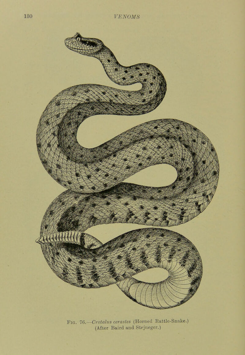 Fig. 76.—Crotahts cerastes (Horned Eattle-Snake.)