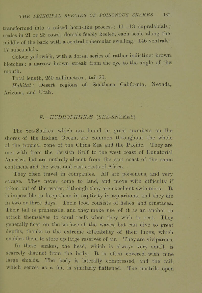 transformed into a raised horn-like process; 11—13 supralabials ; scales in '21 or 28 rows; dorsals feebly keeled, each scale along the middle of the back with a central tubercular swelling; 140 ventrals; 17 subcaudals. Colour yellowish, with a dorsal series of rather indistinct brown blotches; a narrow brown streak from the eye to the angle of the mouth. Total length, 250 millimetres ; tail 20. Habitat: Desert regions of Southern California, Nevada, x\rizona, and Utah. F.—H YDR OPHIIN.^ (SEA - SNA KES). The Sea-Snakes, which are found in great numbers on the shores of the Indian Ocean, are common throughout the whole of the tropical zone of the China Sea and the Pacific. They are met with from the Persian Gulf to the west coast of Equatorial America, but are entirely absent from the east coast of the same continent and the west and east coasts of Africa. They often travel in companies. All are poisonous, and very savage. They never come to land, and move with difficulty if taken out of the water, although they are excellent swimmers. It is impossible to keep them in captivity in aquariums, and they die in two or three days. Their food consists of fishes and Crustacea. Their tail is prehensile, and they make use of it as an anchor to attach themselves to coral reefs when they wish to rest. They generally float on the surface of the waves, but can dive to great depths, thanks to the extreme dilatability of their lungs, which < nables them to store up large reserves of air. They are viviparous. In these snakes, the head, which is always very small, is scarcely distinct from the body. It is often covered, with nine large shields. The body is laterally compressed, and the tail, which serves as a fin, is similarly flattened. The nostrils open