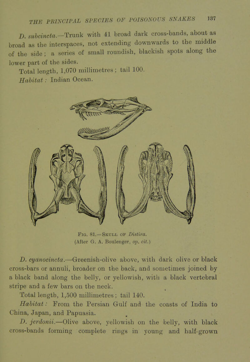 D. subcincta.—Tvimk with 41 broad dark cross-bands, about as broad as the interspaces, not extending downwards to the middle of the side ; a series of small roundish, blackish spots along the lower part of the sides. Total length, 1,070 millimetres ; tail 100. Habitat: Indian Ocean. Fig. 81.—Skull of Distira. (After G. A. Boulenger, cyp. cit.) D. cyanocincta.—Greenish-olive above, with dark olive or black cross-bars or annuli, broader on the back, and sometimes joined by a black band along the belly, or yellowish, with a black vertebral stripe and a few bars on the neck. Total length, 1,500 millimetres ; tail 140. Habitat: From the Persian Gulf and the coasts of India to China, Japan, and Papuasia. D. jerdonii.—Olive above, yellowish on the belly, with black cross-bands forming complete rings in young and half-grown