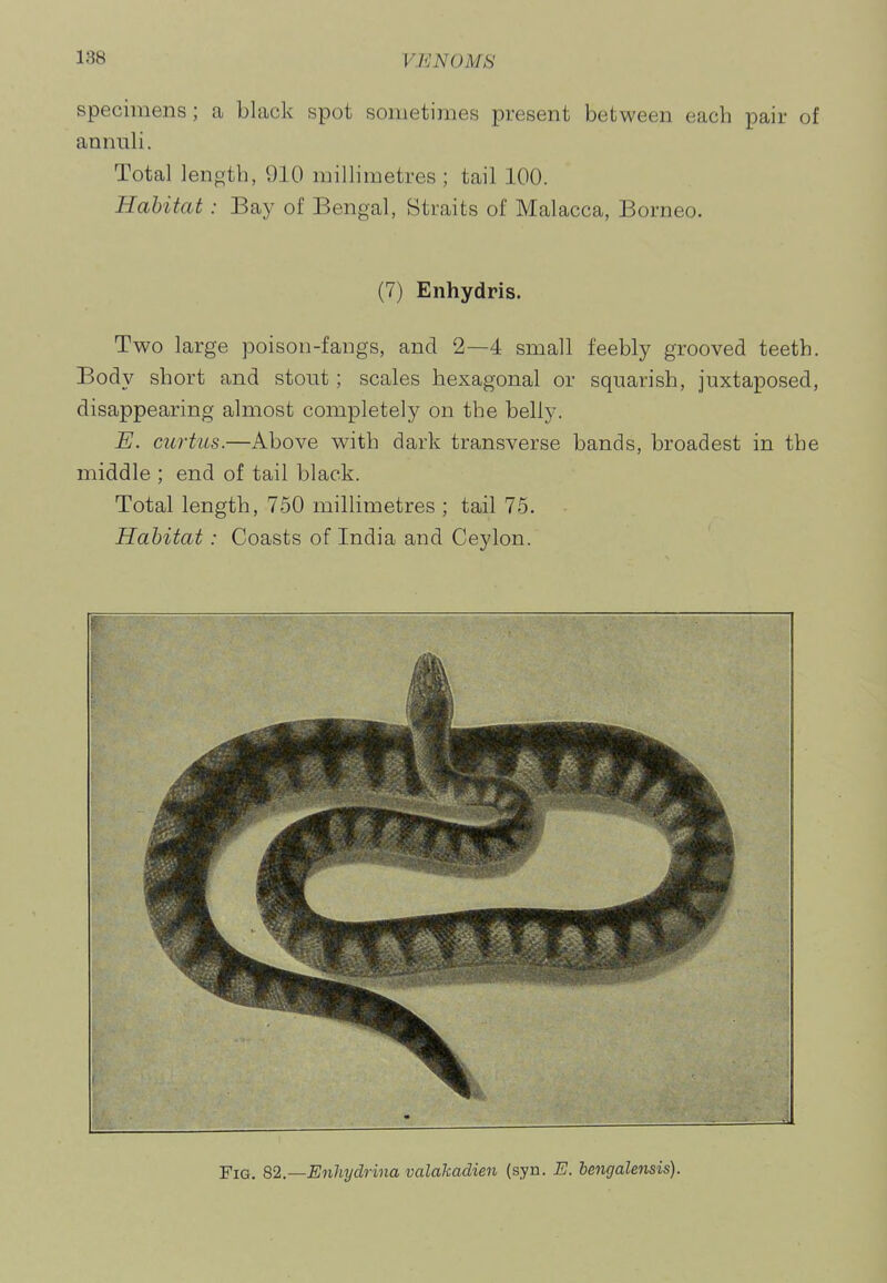 specimens; a black spot sometimes present between each pair of annuli. Total length, 910 millimetres ; tail 100. Habitat: Bay of Bengal, Straits of Malacca, Borneo. (7) Enhydris. Two large poison-fangs, and 2—4 small feebly grooved teeth. Body short and stout; scales hexagonal or squarish, juxtaposed, disappearing almost completely on the belly. E. curtus.—Above with dark transverse bands, broadest in the middle ; end of tail black. Total length, 750 millimetres ; tail 75. Habitat: Coasts of India and Ceylon. Fig. 82.—Enhydrina valakadien (syn. E. hengalensis).