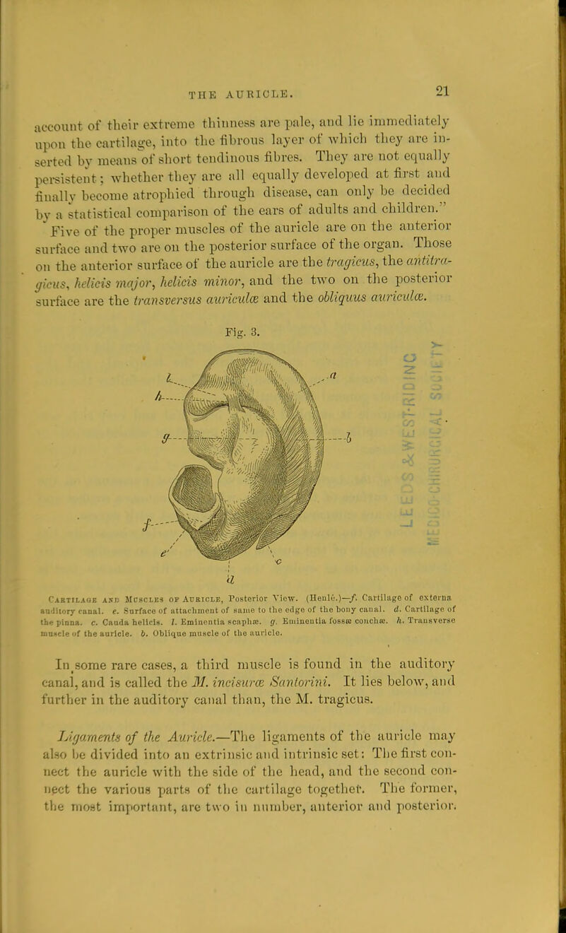 account of their extreme thinness are pale, and lie immediately upon the cartilage, into the fibrous layer of which they are in- serted by raeansW short tendinous fibres. They are not equally pei-sistent; whether they are all equally developed at first and finally become atrophied through disease, can only be decided by a statistical comparison of the ears of adults and cbildren. jFive of the proper muscles of the auricle are on the anterior surface and two are on the posterior surface of the organ. Those on the anterior surface of the auricle are the tragicus, the antitra- gicus, helicis major, helicis minor, and the two on the posterior surface are the transversus auricula and the obliquus auricidcB. Fig. 3. Caktilaoe A5J; MCSCLE3 OF AURICLE, Posterior A'iew. (Henle.)—/. Cartilage of externa au'liiory canal, e. .Surface of attachmeut of same to the edge of the bouy canal, d. Cartilage of the pinna, c. Cauda helicis. Z. Eminentia scaplite. </. Eminentia fossE conchte. ft. Transverse muscle of the auricle. 6. Oblique muscle of the auricle. In^some rare cases, a third muscle is found in the auditory canal, and is called the M. incisure Santorini. It lies beloAv, and further in the auditory canal than, the M. tragicus. Ligament's of the Auricle.—The ligaments of the auricle may also he divided into an extrinsic and intrinsic set; The first con- nect the auricle with the side of the head, and the second con- nect the various -parts of the cartilage togethel'. The former, the moat important, are two in number, anterior and posterior.