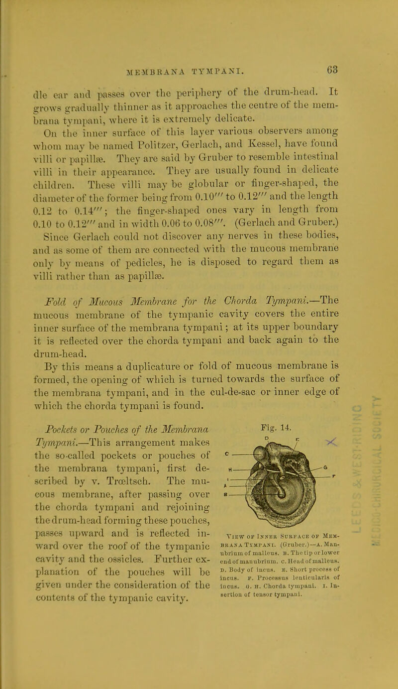 die ear and passes over the periphery of tlie drum-head. It cjrows o-radually thinner as it approaclies the centre of the mern- brana tynipani, where it is extremely delicate. On the inner surtace of this layer various observers among whom may be named Politzer, Gerlach, and Kessel, have found villi or papillfe. They are said by Gruber to resemble intestiual villi in their appearance. They are usually found in delicate children. These villi may be globular or finger-shaped, the diameter of the former being from O.lO' to 0.12' and the length 0.12 to 0.14'; the finger-shaped ones vary in length from 0.10 to 0.12' and in width 0.06 to 0.08'. (Gerlach and Gruber.) Since Gerlach could not discover any nerves in these bodies, and as some of them are connected with the mucous membrane only by means of pedicles, he is disposed to regard them as villi rather than as papillae. Fold of Mucous 3fembrane for the Chorda Tympani.—The mucous membrane of the tympanic cavity covers the entire inner surface of the membrana tympani; at its upper boundary it is reflected over the chorda tympani and back again to the drum-head. By this means a duplicature or fold of raucous membrane is formed, the opening of which is turned towards the surface of the membrana tympani, and in the cul-de-sac or inner edge of which the chorda tympani is found. Pockets or Pouches of the Membrana Tympani.—This arrangement makes the so-called pockets or pouches of the membrana tj'mpani, first de- scribed by V. Troeltsch. The mu- cous membrane, after passing over the chorda tympani and rejoining the drum-head forming these pouches, passes upward and is reflected in- ward over the roof of the tympanic cavity and the ossicles. Further ex- planation of the pouches will be given under the consideration of the contents of the tympanic cavity. Fig. 14. c View of Innkii buuFACB of Mem- BR.VNA Tympani. (Gruber.)—A. Man- ubrium of luuUeus. B. Tho tip or lower endofmauubrium. o. Ileiiil of malleus. B. Body of iucua. E. Sliort process of incus. F. Processus leuticulari-s of Incus, o. H. Chorda tympani. i. In- sertion of tensor tympani.