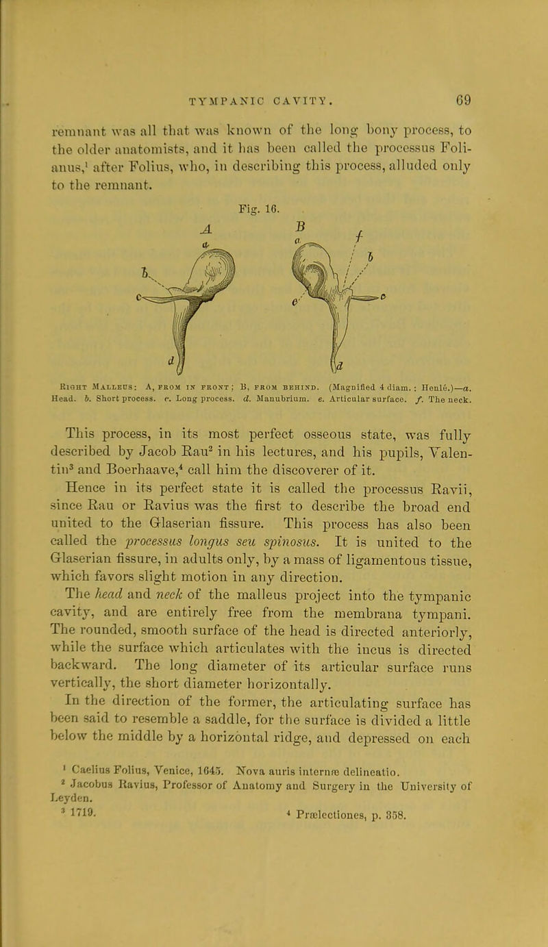 remnant was all that was known of the long hony process, to the older anatomists, and it has been called the processus Foli- anue,' after Folius, who, in describing this process, alluded only to the remnant. Fig. 16. Right Malleds: A, prom in front; B, prom behind. (Magnified 4 diam. : Honlij.)—a. Head. b. Short process, i: Long process, d. Manubrium, e. Articular surface. /. The neck. This process, in its most perfect osseous state, was fully described by Jacob Rau^ in his lectures, and his pupils, Valen- tin^ and Boerhaave,^ call him the discoverer of it. Hence in its perfect state it is called the processus Ravii, since Rau or Ravius Avas the first to describe the broad end united to the Grlaserian fissure. This process has also been called the processus longus seu spinosus. It is united to the Glaserian fissure, in adults only, by a mass of ligamentous tissue, which favors slight motion in any direction. The head and neck of the malleus project into the tympanic cavity, and are entirely free from the membrana tympani. The rounded, smooth surface of the head is directed anteriorly, while the surface which articulates Avith the incus is directed backward. The long diameter of its articular surface runs vertically, the short diameter horizontally. In the direction of the former, the articulating surface has been .said to resemble a saddle, for the surface is divided a little below the middle by a horizontal ridge, and depressed on each ' Caelius Folius, Venice, lG4.j. Nova auris interiife delineatio. 2 Jacobus Kavius, Professor of Auatoniy and Surgery iu the University of Leyden. ' I'^l^'- * Projlectiones, p. 358.