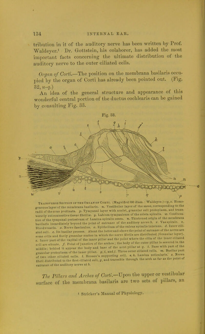 tribution in it of the auditory nerve has been written by Prof. ■Walcleyer.' Dr. Gottstein, his colaborer, has added the most important facts concerning the ultimate distribution of the auditory nerve to the outer ciliated cells. Organ of Corti.—The position on the membrana basilaris occu- pied by the organ of Corti has already been pointed out. (Fig. 32, u-q.) An idea of the general structure and appearance of this wonderful central portion of the ductus cochlearis can be gained bv consulting Fig. 33. Tb AXSVERSE Section op the Okhan op Cobti. (Magnified SOO diam.: Waldeyer.)—J/, o. Homo- geneous layer of the membrana basilaris. n. Vestibular layer of the same, corresponding to the radii of the zona pectinata. p. Tympanal layer with nuclei, granular cell protoplasm, and trans- verscly cut connective tissue flbrilla:. y. Labium tympanicnm of the crista spiralis, w. Continua- tion of the tympaual periosteum of Lamina spiralis ossea. «. Thickened origin of the membrana basilaris immediately beyond the point of entrance of the auditory nerve 6. r. Vas spiralc. v. Bloodvessels, x. Nerve fasciculus, a. Epithelium of the sulcus spiralis internns. d. Inner cili- ated cell c. Its basilar process. About the latter and above the point of entrance of the nerve are some colls and finely granular matter in which the nerve fibrils are distributed (Granular layer) e Inner part of the capital of the inner pillar and the point where the cilia of the inner ciliated cell are situate. /. Point of j unction of the arches ; the body of the outer pillar is severed in the middle; behind it appear the body and base of the next pillar at q. t. Base with part of the granular protoplasm of the inner pillar, g, i, audi. Three outer ciliated cells. BasU.-ir part of two other ciliated cells. I. Hensen's supporting cell, e, k. Lamina reticularis e. Iverve fibril distributed to the first ciliated cell, g, and traceable through the arch as far as the point of entrance of the auditory nerve at 6. The Pillars and Arches of Cor^/.—Upon the upper or vestibular surface of the membrana basilaris are two sets of pillars, an 1 Strieker's Manual of Physiology.