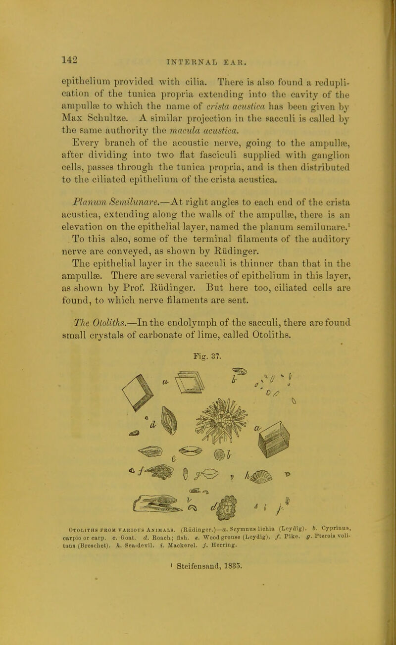 epithelium provided with cilia. There is also found a redupli- cation of the tunica propria extending into the cavity of the ampullfB to which the name of crista aciistica has been given hy Max Schultze. A similar projection in the sacculi is called by the same authority the macula acustica. Every branch of the acoustic nerve, going to the ampullfe, after dividing into two flat fasciculi supplied with ganglion cells, passes through the tunica propria, and is then distributed to the ciliated epithelium of the crista acustica. Planum Semilunare.—At right angles to each end of the crista acustica, extending along the walls of the ampullse, there is an elevation on the epithelial layer, named the planum semilunare.' . To this also, some of the terminal filaments of the auditory nerve are conveyed, as shown by Riidinger. The epithelial layer in the sacculi is thinner than that in the ampullae. There ai'e several varieties of epithelium in this layer, as shown by Prof. Rudinger. But here too, ciliated cells are found, to which nerve filaments are sent. The Otoliths.—In the endolymph of the sacculi, there are found small crystals of carbonate of lime, called Otoliths. Fig. 37. Otoliths from vaeioiis Animals. (Rudinger.)—a. Scymnns licliia (Lcydig). 6. Cyprinus, carpio or carp. c. Goat. d. Roach; llsh. «. Wood gronso (Leydig). /. Pike. jr. Pterois voli- tans (Broschet). h. Sea-devil, i. Mackerel, j. Herring. • Steifensand, 183.3.