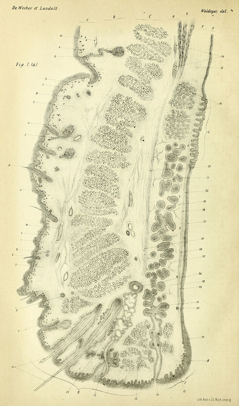 Bi fVecker et Laadolt. Tig 1. la) HUde^er, del. mm Oc .o cdîc nrP^ OeOOÂ? OOO rSOO 4 If?» lith AnitvJ.G Bacli, Ifipïij
