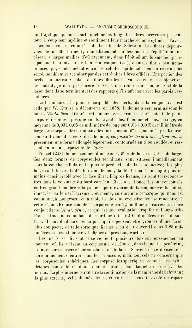 un trajet quelquefois court, quelquefois long, les fibres nerveuses perdent tout à coup leur myéline et continuent leur marche comme cylindre d'axes, cependant encore entourées de la gaîne de Schwann. Les fibres dépour- vues de moelle forment, inamédiatement au-dessous de Tépithélium, un réseau à larges mailles d'où rayonnent, dans l'épilhélium lui-même (prin- cipalement au niveau de l'anneau conjonctival), d'autres fibres peu nom- breuses qui, s'entremèlant entre les cellules épithéliales en un réseau plus serré, semblent se terminer par des extrémités libres effilées. Une portion des nerfs conjonctivaux enlace de fines fibrilles les vaisseaux de la conjonctive. Cependant, je n'ai pas encore réussi à me rendre un compte exact de la façon dont ils se terminent, et des rapports qu'ils affectent avec les parois vas- culaires. La terminaison la plus remarquable des nerfs, dans la conjonctive, est celle que W. Krause a découverte en 1858. Il donne à ces terminaisons le nom {VEndkolhen. D'après cet auteur, ces derniers représentent de petits corps ellipsoïdes, presque ronds, ayant, chez l'homme et chez le singe, en moyenne de 0,03 à 0,05 de millimètre de loRg sur 0,03 à 0,045 de millimètre de large. Les corpuscules terminaux des autres mammifères, nommés par Krause, comparativement à ceux de l'homme, corpuscules terminaux cylindriques, présentent une forme allongée légèrement contournée en S ou coudée, et res- semblent à un corpuscule de Vater. l'oncet (2:28) donne, comme dimensions, 99 u de long sur 59 p. de large. Ces deux formes de corpuscules terminaux sont situées immédiatement sous la couche cellulaire la plus superficielle de la conjonctive; les plus longs sont dirigés tantôt horizontalement, tantôt formant un angle plus ou moins considérable avec la face libre. D'après Krause, ils sont très-concen- trés dans le voisinage du bord cornéen. Ciaccio et Poucet les ont rencontrés en très-grand nombre à la partie snpéro-externe de la conjonctive du bulbe, innervée parle nerf lacrymal ; et même, suivant une remarque qui nous est commune, à Longworth et à moi, ilsi doivent exclusivement se rencontrera cette région. Krause compte \ corpuscule par 2,5 millimètres carrés de surface conjonciirale (Anat. fjén-), ce qui est une évaluation trop forte. Longworth, Poncetetmoi,nous tombons d'accord sur 5-G par 40 millimètres carrés desur- face. Il faut d'ailleurs remarquer qu'ils peuvent être groupés d'une façon plus compacte, de telle sorte que Krause a pu en trouver 11 dans 0,28 mil- limètres carrés. (Comparez la figure d'après Longworth.) Les nerfs se divisent et se replient plusieurs • fois sur eux-mêmes au moment où ils arrivent au corpuscule de Krause, dans lequel ils pénètrent, ayant encore conservé leur substance médullaire. Souvent ils se divisent en- core au moment d'entrer dans le corpuscule, mais tout cela ne concerne que les corpuscules sphériques. Les corpuscules sphériques, comme les cylin- driques, sont entourés d'une double capsule, dans laquelle on observe des noyaux. La plus interne parait être la continuation de la membrane de Schwann ; la plus externe, ce^lle du névrilème; et entre les deux il existe un espace