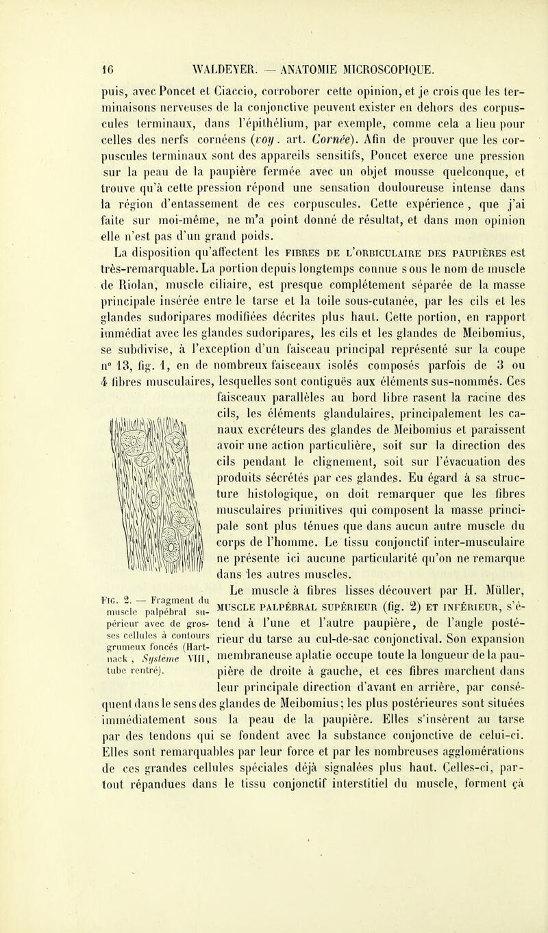 puis, avecPoncet et Ciaccio, corroborer cette opinion, et je crois que les ter- minaisons nerveuses de la conjonctive peuvent exister en deliors des corpus- cules terminaux, dans l'épithélium, par exemple, comme cela a lieu pour celles des nerfs cornéens {voy. art. Cornée). Afin de prouver que les cor- puscules terminaux sont des appareils sensitifs, Poucet exerce une pression sur la peau de la paupière fermée avec un objet mousse quelconque, et trouve qu'à cette pression répond une sensation douloureuse intense dans la rés^ion d'entassement de ces corpuscules. Cette expérience, que j'ai faite sur moi-même, ne m'a point donné de résultat, et dans mon opinion elle n'est pas d'un grand poids. La disposition qu'affectent les fibres de l'orbiculaire des paupières est très-remarquable. La portion depuis longtemps connue sous le nom de muscle de Riolan, muscle ciliaire, est presque complètement séparée de la masse principale insérée entre le tarse et la toile sous-cutanée, par les cils et les glandes sudoripares modifiées décrites plus haut. Cette portion, en rapport immédiat avec les glandes sudoripares, les cils et les glandes de Meibomius, se subdivise, à l'exception d'un faisceau principal représenté sur la coupe n° 13, fig. 1, en de nombreux faisceaux isolés composés parfois de 3 ou 4 fibres musculaires, lesquelles sont contiguës aux éléments sus-nommés. Ces faisceaux parallèles au bord libre rasent la racine des cils, les éléments glandulaires, principalement les ca- naux excréteurs des glandes de Meibomius et paraissent *\ vi^~\^| avoir une action particulière, soit sur la direction des _ \\*^'^m cils pendant le clignement, soit sur l'évacuation des 'il produits sécrétés par ces glandes. Eu égard à sa struc- '^1l)\Hv\tl ^^^^ histologique, on doit remarquer que les fibres ^ musculaires primitives qui composent la masse princi- pale sont plus ténues que dans aucun autre muscle du corps de l'homme. Le tissu conjonctif inter-musculaire ne présente ici aucune particularité qu'on ne remarque dans les autres muscles. Le muscle à fibres lisses découvert par H. MûUer, Fig. 2. — Fragment du . , ci\ muscle palpébral su- MUSCLE PALPEBRAL SUPERIEUR (fig. 2) ET INFERIEUR, S e- péricur avec de gros- tend à l'une et l'autre paupière, de l'angle posté- ses cellules a contours j-igui. tarse au cul-de-sac conionctival. Son expansion ^rumeux fonces (Hart- , , . , , , , îiack , Sijsteme VIII, membraneuse aplatie occupe toute la longueur delà pau- lube rentré). pière de droite à gauche, et ces fibres marchent dans leur principale direction d'avant en arrière, par consé- quent dans le sens des glandes de Meibomius; les plus postérieures sont situées immédiatement .sous la peau de la paupière. Elles s'insèrent au tarse par des tendons qui se fondent avec la substance conjonctive de celui-ci. Elles sont remarquables par leur force et par les nombreuses agglomérations de ces grandes cellules spéciales déjà signalées plus haut. Celle.s-ci, par- tout répandues dans le tissu conjonctif interstitiel du muscle, forment çà