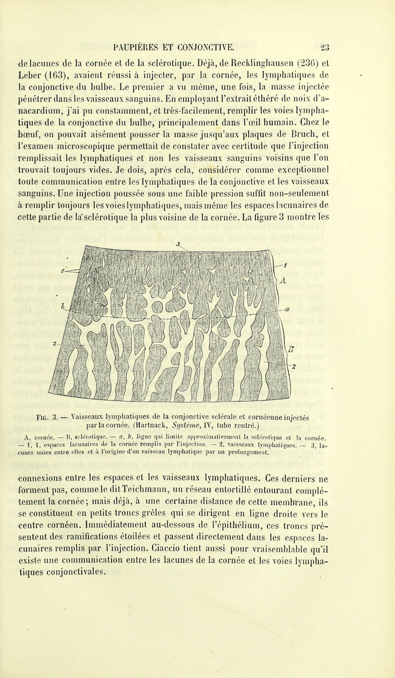 de lacunes de la cornée et de la sclérotique. Déjà, de Recklinghausen (236) et Leber (163), avaient réussi à injecter, par la cornée, les lymphatiques de la conjonctive du bulbe. Le premier a vu même, une fois, la masse injectée pénétrer dans les vaisseaux sanguins. En employantrextraitéthéré de noix d'a- nacardium, j'ai pu constamment, et très-facilement, remplir les voies lympha- tiques de la conjonctive du bulbe, principalement dans l'œil humain. Chez le bœuf, on pouvait aisément pousser la masse jusqu'aux plaques de Bruch, et l'examen microscopique permettait de constater avec certitude que l'injection remplissait les lymphatiques et non les vaisseaux sanguins voisins que l'on trouvait toujours vides. Je dois, après cela, considérer comme exceptionnel toute communication entre les lymphatiques de la conjonctive et les vaisseaux sanguins. Une injection poussée sous une faible pression suffd non-seulement à remplir toujours les voies lymphatiques, mais même les espaces lacunaires de cette partie de la'sclérotique la plus voisine de la cornée. La figure 3 montre les .1 FiG. 3.— Vaisseaux lymphatiques de la conjonctive sclérale et cornéenne injectés par la cornée. (Hartnack, Sijstéme, \y, tube rentré.) A, cornée. — B, sclérotique. — a, b, lig;iic qui limite approximativement la sclérotique et la cornée. — 4, 1, espaces lacunaires de la cornée remplis par l'injection. — 2, vaisseaux lymphatiques. 3, la- cunes unies entre elles et à l'origine d'un vaisseau lymphatique par un prolong-ement. connexions entre les espaces et les vaisseaux lymphatiques. Ces derniers ne forment pas, comme le ditTeichmann, un réseau entortillé entourant complè- tement la cornée; mais déjà, à une certaine distance de cette membrane, ils se constituent en petits troncs grêles qui se dirigent en ligne droite vers le centre cornéen. Immédiatement au-dessous de l'épithélium, ces troncs pré- sentent des ramifications étoilées et passent directement dans les espaces la- cunaires remplis par l'injection. Ciaccio tient aussi pour vraisemblable qu'il existe une communication entre les lacunes de la cornée et les voies lympha- tiques conjonctivales.