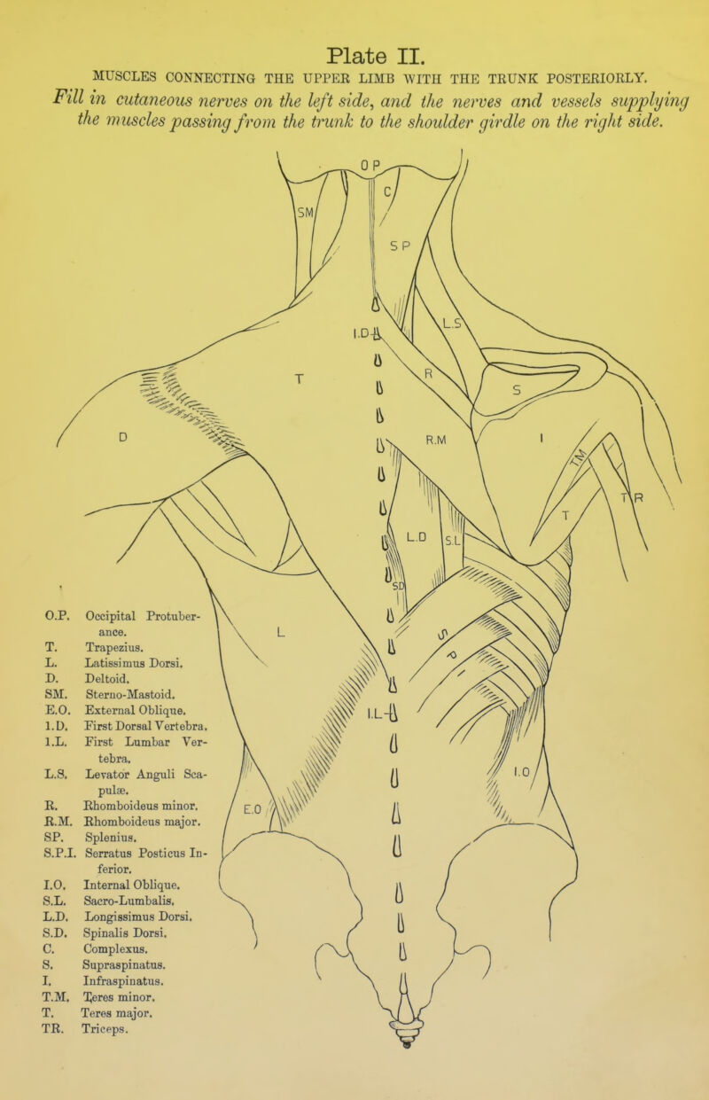 MUSCLES CONNECTING THE UPPER LIMB WITH THE TRUNK POSTERIORLY. Fill in cutaneous nerves on the left side, and the nerves and vessels supplying the muscles passing from the trunk to the shoulder girdle on the right side. CP. T. L. D. SM. E.O. l.D. l.L. L.S. R. E.M. SP. S.P.I. LO. S.L. L.D. S.D. C. S. I. T.M. T. TR. Occipital Protuber- ance. Trapezius. Latissimus Dorsi. Deltoid. Sterno-Mastoid. External Oblique. First Dorsal Vertebra First Lumbar Ver- tebra. Levator Anguli Sea pulse. Rhomboideus minor. Ehomboideus major. Spleniua. Serratus Posticus In ferior. Internal Oblique. Sacro-Lumbalis. Longissimus Dorsi. Spinalis Dorsi. Complexus. Supraspinatus. Infraspinatus. Treves minor. Teres major. Triceps.