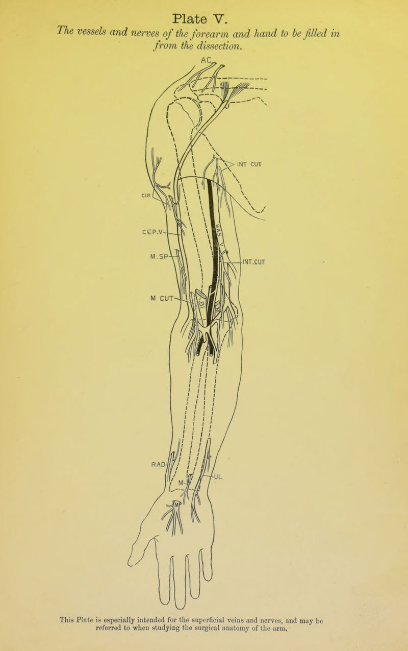 The vessels and nerves of the forearm and hand to be filled in from the dissection. AC, This Plate is especially intended for the superficial veins and nerves, and may be referred to when studying the surgical anatomy of the arm,