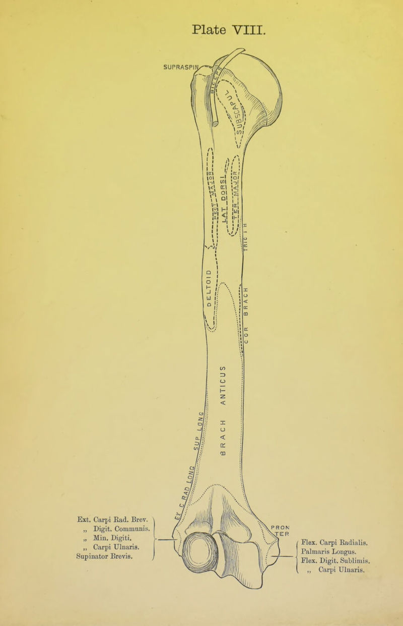 SUPRASPI Ext. Carpi Rad. Brev. ^ „ Digit. Communis „ Min. Digiti. „ Carpi Ulnaris. Supinator Brevis. Flex. Carpi Radialis. Palmaris Longus. Flex. Digit. Sublimis. ,, Carpi Ulnaris.