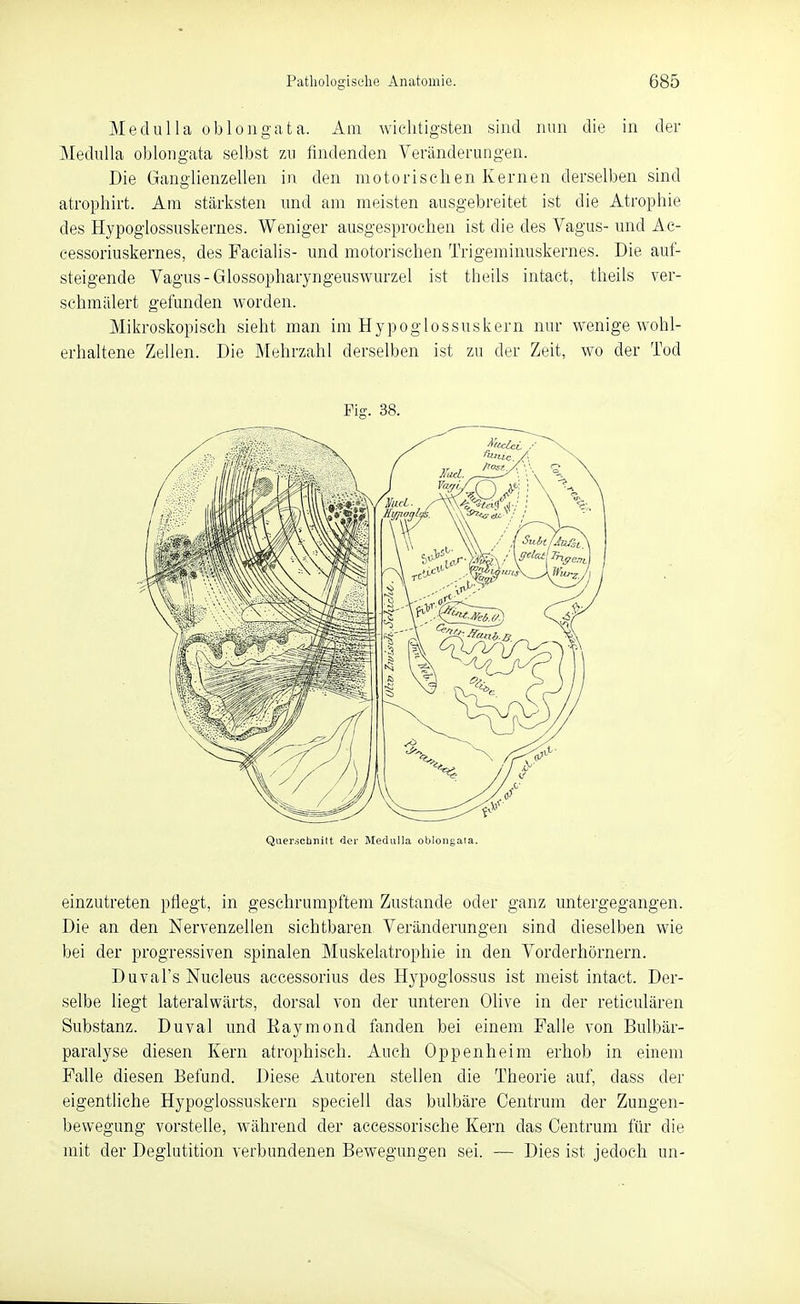 Medulla oblongata. Am wiektigsten sind nun die in der Mediüla oblongata selbst zu findenden Veränderungen. Die Ganglienzellen in den motorischen Kernen derselben sind atrophirt. Am stärksten imd am meisten ausgebreitet ist die Atrophie des Hypogiossuskernes. Weniger ausgesprochen ist die des Vagus- und Ac- cessoriuskernes, des Facialis- und motorischen Trigeminuskernes. Die auf- steigende Vagus-Glossopharyngeuswurzel ist theils intact, theils ver- schmälert gefunden worden. Mikroskopisch sieht man im Hypoglossuskern nur wenige wohl- erhaltene Zellen. Die Mehrzahl derselben ist zu der Zeit, wo der Tod Fig. 38. Quer.sctinitt der Medulla oblongata. einzutreten pflegt, in geschrumpftem Zustande oder ganz untergegangen. Die an den Nervenzellen sichtbaren Veränderungen sind dieselben wie bei der progressiven spinalen Muskelatrophie in den Vorderhörnern. Duval's Nucleus accessorius des Hypoglossus ist meist intact. Der- selbe liegt lateralwärts, dorsal von der unteren Olive in der reticulären Substanz. Duval und Eaymond fanden bei einem Falle von Bulbär- paralyse diesen Kern atrophisch. Auch Oppenheim erhob in einem Falle diesen Befund. Diese Autoren stellen die Theorie auf, dass der eigentliche Hypoglossuskern speeiell das bulbäre Centrum der Zungen- bewegung vorstelle, während der accessorische Kern das Centrum für die mit der Deglutition verbundenen Bewegungen sei. — Dies ist jedoch un-
