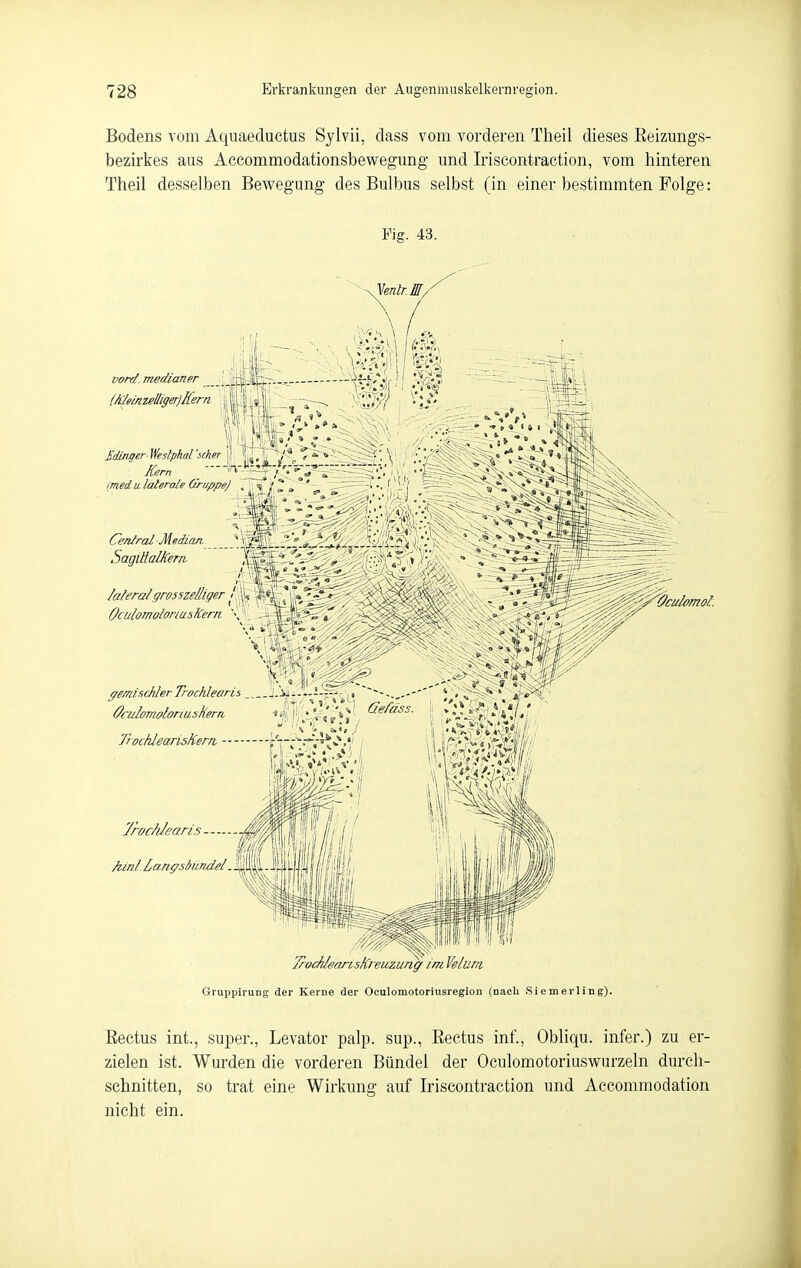 Bodens vom Aquaeductus Sylvii, dass vom vorderen Tlieil dieses Reizungs- bezirkes aus Accommodationsbewegung und Iriscontraction, vom hinteren Theil desselben Bewegung des Bulbus selbst (in einer bestimmten Folge: Fig. 43. Cenlral -Median SagülallCern (?culomoh von/, medianer , j, « (A:ieinzelliger)Ifern. ^ ^ i\v Mintier ^stpharscher '  Kern _ ^ . » med u laterale GruppeJ . -.^ .-^—' •■ ' ^' ^  Meralgrosszelliger / h-^ OculomoloriusfCern \-- ffemischter Trochleans ^. i^, - -.-—f-^ _ ^, OcuIomoL 'oriusaern Gefäss. JrockleansHern >*; 7roc/dearis -jM, Gruppirung der Kerne der Oculomotoriusregion (nach Siemerling). Eectus int., super., Levator palp. sup., Rectus inf., Obliqu. infer.) zu er- zielen ist. Wurden die vorderen Bündel der Oculomotoriuswurzeln durch- schnitten, so trat eine Wirkung auf Iriscontraction und Accommodation nicht ein.