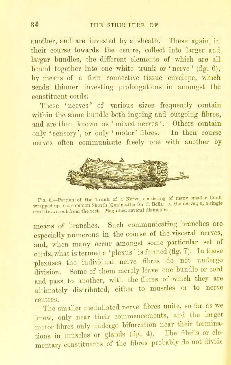 another, and are invested by a sheath. These again, in their course towards the centre, collect into larger and larger bundles, the different elements of which are all bound together into one white trunk or 'nerve' (fig. 6), by means of a firm connective tissue envelope, which sends thinner investing prolongations in amongst the constituent cords; These ' nerves' of various sizes frequently contain within the same bundle both ingoing and outgoing fibres, and are then known as ' mixed nerves '. Others contain only 'sensory', or only 'motor' fibres. In their course nerves often communicate freely one with another by Fig 6 —Portion of the Trunk of a Nerve, consisting of many smaUer CorJs wrapped iip in a common Sheath (Quain after Sir C. Bell), a, the nerve; B, a single cord dmmi out from the rest. Magnified several diameters. means of branches. Such communicating branches are especially numerous in the course of the visceral nerves, and, when many occur amongst some particular set of cords, what is termed a 'plexus ' is formed (fig. 7). In these plexuses the individual nerve fibres do not undergo division. Some of them merely leave one bundle or cord and pass to another, with the fibres of which they are ultimately distributed, either to muscles or to nerve centres. The smaller medullated nerve fibres unite, so far as we know, only near their commencements, and the larger motor fibres only undergo bifurcation near their termina- tions in muscles or glands (fig. 4). The fibrils or ele- mentary constituents of the fibres probably do not divide