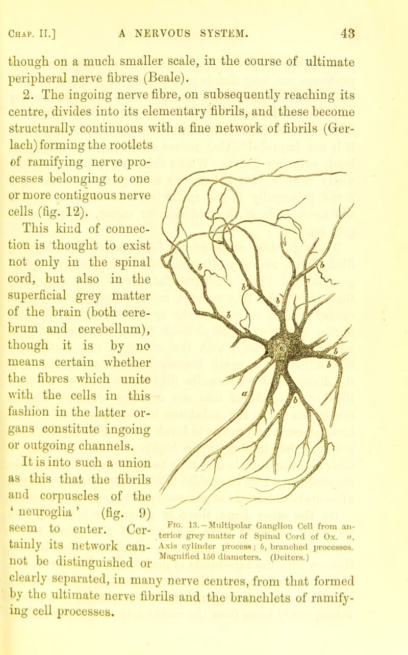 though on a much smaller scale, in the course of ultimate peripheral nerve fibres (Beale). 2. The ingoing nerve fibre, on subsequently reaching its centre, divides into its elementary fibrils, and these become structurally continuous with a fine network of fibrils (Ger- lach) forming the rootlets of ramifying nerve pro- cesses belonging to one or more contiguous nerve cells (fig. 12). This kind of connec- tion is thought to exist not only in the spinal cord, but also in the superficial grey matter of the brain (both cere- brum and cerebellum), though it is by no means certain whether the fibres which unite with the cells in this fashion in the latter or- gans constitute ingoing or outgoing channels. It is into such a union as this that the fibrils and coi-puscles of the ' neuroglia ' (fig. 9) seem to enter. Cer- tainly its network can- not be distinguished or clearly separated, in many nei-ve centres, from that formed by the ultimate nerve fibrils and the branchlets of ramify- ing cell processes. Fici. 13.-Multipolar Ganglion Coll from an- terior grey matter of Siiiniil Cord of Ox. o, AxiH cylinder process ; b, bnmchod procossos. Magnified 100 diameters. (Dciters.)