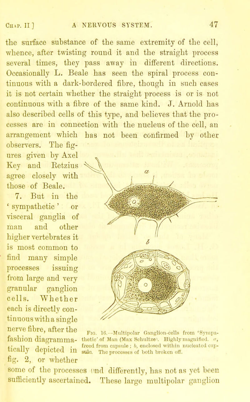 the surface substance of the same extremity of the cell, whence, after twisting round it and the straight process several times, they pass away in different directions. Occasionally L. Beale has seen the spiral process con- tinuous with a dark-bordered fibre, though in such cases it is not certain whether the straight process is or is not continuous with a fibre of the same kind. J. Arnold has also described cells of this type, and believes that the pro- cesses are in connection with the nucleus of the cell, an arrangement which has not been confirmed by other observers. The fig-  ures given by Axel Key and Eetzius agree closely with those of Beale. 7. But in the ' sympathetic ' or visceral ganglia of man and other higher vertebrates it is most common to find many simple processes issuing from large and very granular ganglion cells. Whether each is directly con- tinuous with a single nerve fibre, after the fashion diapn-amma- Fio. 16. --Multipolar Ganglion-colls from 'Syniiia- tlictic'of Man (Max Scliultze'. Higlily niagiiificrl. c, freed from ciip.snlo ; h, onuloscd within nucleated o;ip- ncally ClepiCteU m auio. The processes of both broken off. fig. 2, or whether some of the processes imd differently, has not as yet been sufficiently ascertained. These large multipolar ganglion