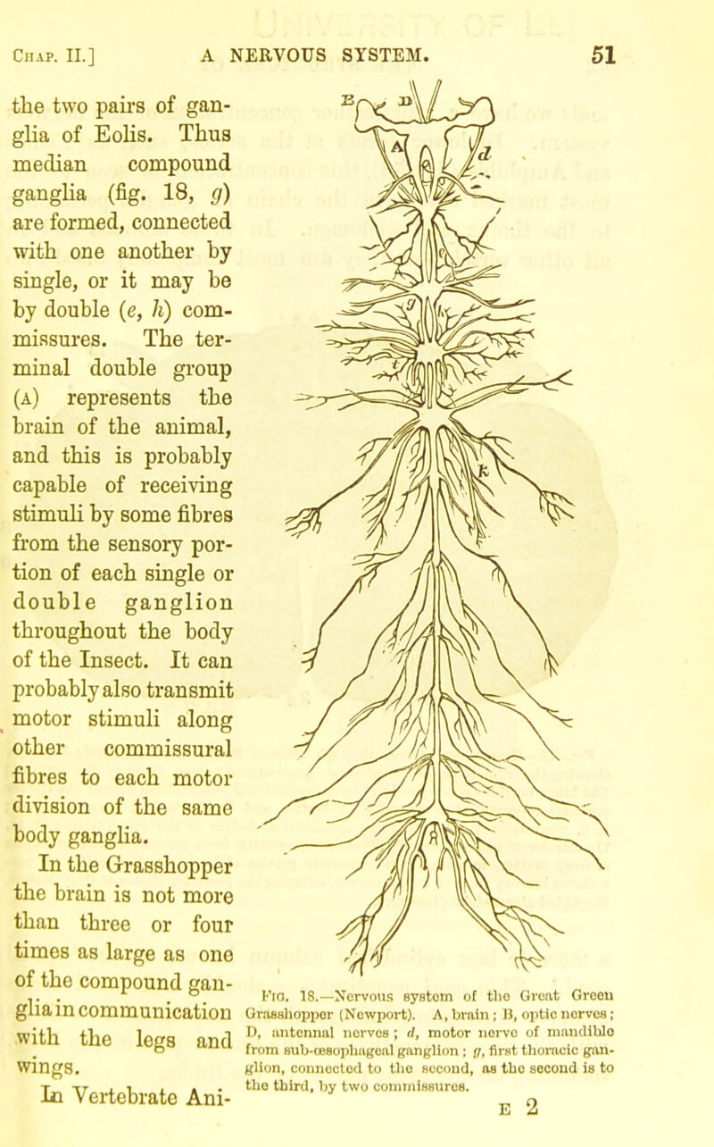 the two pairs of gan- glia of Eolis. Thus median compound ganglia (fig. 18, g) are formed, connected with one another by single, or it may be by double (e, h) com- missures. The ter- minal double group (a) represents the brain of the animal, and this is probably capable of receiving stimuli by some fibres from the sensory por- tion of each single or double ganglion throughout the body of the Insect. It can probably also transmit motor stimuli along other commissural fibres to each motor division of the same body ganglia. In the Grasshopper the brain is not more than three or four times as large as one of the compound Ran- . ^ . °. Fio. 18.—Nervous system of the Great Groou glia m communication Orasslioppor (Newport). A, brain ; 13, optic nerves; with the le(?S arifl ^' nerves ; (I, motor noi-vo of mandiblo o IWIU from Hub-cesopliageal ganglion ; g, firHt thoracic gan- WingS. glion, connected to tlio second, as the second is to the third, hy two commissuros. Ill Vertebrate Ani- E 2