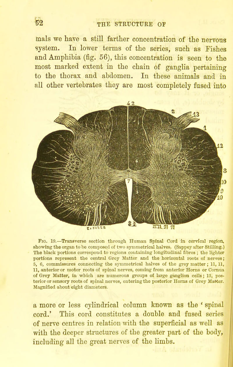 tnals we have a still farther concentration of the nervous system. In lower terms of the series, such as Fishes and Amphibia (fig. 56), this concentration is seen to the most marked extent in the chain of ganglia pertaining to the thorax and abdomen. In these animals and in all other vertebrates they are most completely fused into .4 2 Fig. 19.—Transverse section through Human Spinal Cord in cervical region, showing the organ to be composed of two symmetrical halves. (Sappey after Stilling.) The black portions correspond to regions containing longitudinal fibres ; the lighter portions represent the central Grey Matter and the horizontal roots of nerves; 5, C, commissures connecting the symmetrical halves of the grey matter; 11, 11, 11, anterior or motor roots of spinal nerves, coming from anterior Horns or Comua of Grey Matter, in which are numerous groups of large ganglion cells; 13, pos- terior or sensory roots of spinal nerves, entering the posterior Horns of Grey Matter. Magnified about eight diameters. a more or less cylindrical column known as the * spiiml cord.' This cord constitutes a double and fused series of nerve centres in relation with the superficial as well as with the deeper structures of the greater part of the body, including all the great nerves of the limbs.