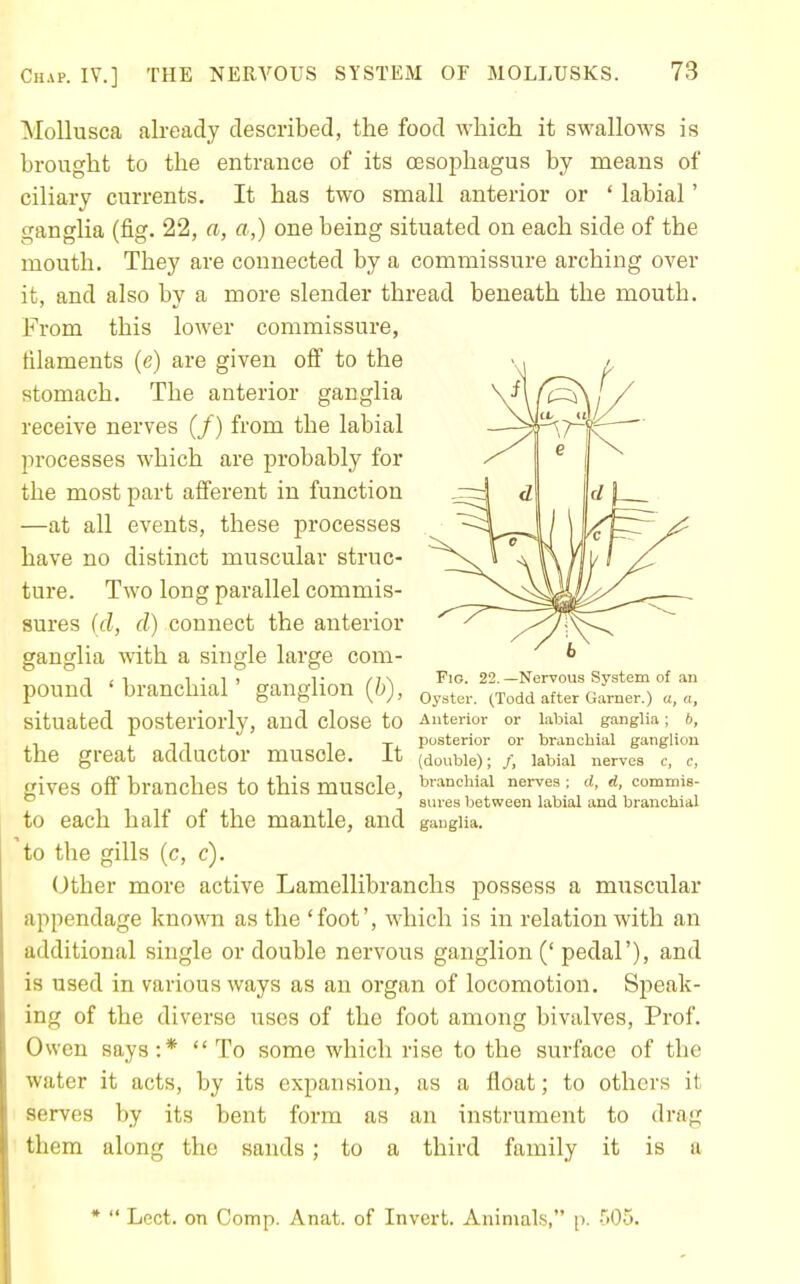 MoUusca already described, the food wliich it swallows is brought to the entrance of its cesophagus by means of ciliary currents. It has two small anterior or ' labial' ganglia (fig. 22, a, a,) one being situated on each side of the mouth. They are connected by a commissure arching over it, and also by a more slender thread beneath the mouth. From this lower commissure, filaments (e) are given off to the stomach. The anterior ganglia receive nerves (/) from the labial processes which are probably for the most part afferent in function —at all events, these processes have no distinct muscular struc- ture. Two long parallel commis- sures (d, d) connect the anterior ganglia with a single large com- pound 'branchial' ganglion {h), q^^^^^. ^Todd after Gamer.) a,n, situated posteriorly, aud close to Anterior or laWal ganglia; 6, , i T 1 i 1 xj. posterior or branchial ganglion the great adductor muscle. it (double); /, labial nerves c, c, gives off branches to this muscle, T^'^nchial nei-ves ; d, d, commis- ° sures between labial and branchial to each half of the mantle, and gaugiia. io the gills (c, c). (Jther more active Lamellibranchs possess a muscular appendage known as the 'foot', which is in relation with an additional single or double nervous ganglion (' pedal'), and is used in various ways as an organ of locomotion. Speak- ing of the diverse uses of the foot among bivalves. Prof. Owen says:* To some which rise to the surface of the water it acts, by its expansion, as a float; to others it serves by its bent form as an instrument to drag them along the sands; to a third family it is a Fio. 22. —Nervous System of an *  Lect. on Comp. Anat. of Invert. Animals, p. 505.