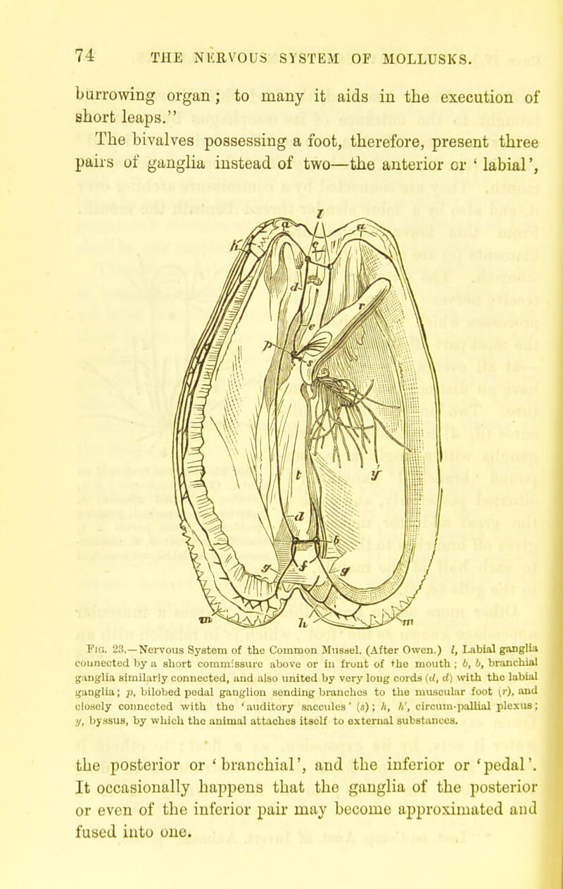 burrowing organ; to many it aids in the execution of short leaps. The bivalves possessing a foot, therefore, present three pairs of ganglia instead of two—the anterior or ' labial', Fig. 23.—Nervous System of the Common Mussel. (After Owen.) (, Labial ganglia counected by a short commissure above or in front of the mouth ; 6, b, brimchial ganglia similarly connected, and also united by very long cords (tl, d) with the labial ganglia; jj, bilobed pedal ganglion sending branches to the muscular foot (r), and closely connected with the ' auditory saccules' {«); h, W, circum-pallial plexus; //, byssus, by which the animal attaches itself to external substiuices. the posterior or 'branchial', and the inferior or 'pedal'. It occasionally happens that the ganglia of the posterior or even of the inferior pair may become approximated and fused into one.