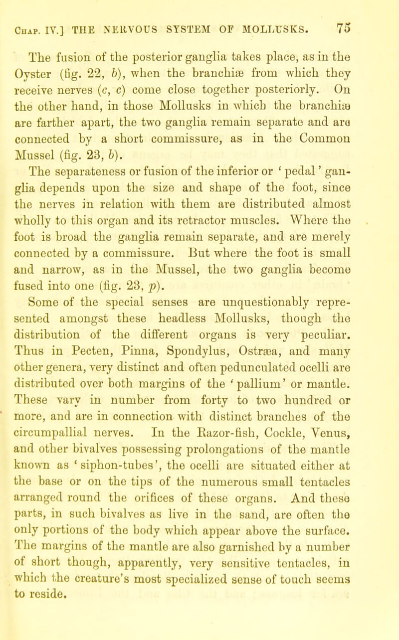 The fusion of the posterior ganglia takes place, as in the Oyster (fig. 22, b), when the branchi[B from which they receive nerves (c, c) come close together posteriorly. On the other hand, in those Mollusks in which the branchiaa are farther apaii, the two ganglia remain separate and aro connected by a short commissure, as in the Common Mussel (fig. 23, b). The separateness or fusion of the inferior or ' pedal' gan- gha depends upon the size and shape of the foot, since the nerves in relation with them are distributed almost wholly to this organ and its retractor muscles. Where the foot is broad the ganglia remain separate, and are merely connected by a commissure. But where the foot is small and narrow, as in the Mussel, the two ganglia become fused into one (fig. 23, p). Some of the special senses are unquestionably repre- sented amongst these headless Mollusks, though the distribution of the different organs is very peculiar. Thus in Pecten, Pinna, Spondylus, Ostrgea, and many other genera, very distinct and often pedunculated ocelli are distributed over both margins of the 'pallium' or mantle. These vary in number from forty to two hundred or more, and are in connection with distinct branches of the circumpallial nerves. In the Kazor-fish, Coclde, Venus, and other bivalves possessing prolongations of the mantle known as 'siphon-tubes', the ocelli are situated either at the base or on the tips of the numerous small tentacles arranged round the orifices of these organs. And these parts, in such bivalves as live in the sand, are often the only portions of the body which appear above the surface. The margins of the mantle are also garnished by a number of short though, apparently, very sensitive tentacles, in which the creature's most specialized sense of touch seems to reside.