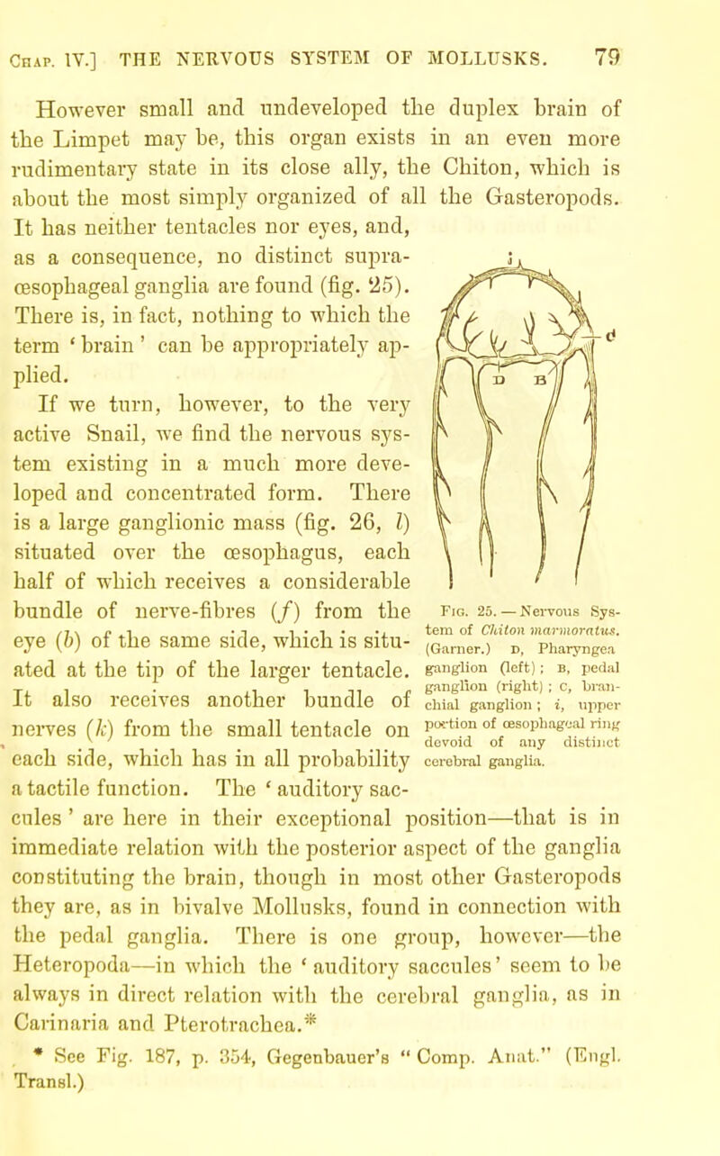 However small and undeveloped the duplex brain of the Limpet may he, this organ exists in an even more rudimentary state in its close ally, the Chiton, -which is about the most simply organized of all the Gasteropods. It has neither tentacles nor eyes, and, as a consequence, no distinct supra- oesophageal ganglia are found (fig. '25). There is, in fact, nothing to which the term ' brain ' can be appropriately ap- plied. If we turn, however, to the very active Snail, we find the nervous sj'^s- tem existing in a much more deve- loped and concentrated form. There is a large ganglionic mass (fig. 26, I) situated over the oesophagus, each half of which receives a considerable bundle of nerve-fibres (/) from the fig. 25.— Nervous sys- ,7, /. 1 •^ 1 • T • -1 tem of Chiton marmorntus. eye (6) of the same side, which is situ- ,Garner.) d, Pharyngea ated at the tip of the larger tentacle, ganglion (left); b, pedai T, 1 . .1 1 m <• gi^nglion (right) ; c, braii- It also receives another bundle 01 chiai ganglion; i, upper nei-ves (/c) from the small tentacle on P^«on of oesophageal ring _ ^ ' _ _ devoid of any distinct each side, which has in all probability cerebral ganglia, a tactile function. The ' auditory sac- cules ' are here in their exceptional position—that is in immediate relation with the posterior aspect of the ganglia constituting the brain, though in most other Gasteropods they are, as in bivalve Mollusks, found in connection with the pedal ganglia. There is one group, however—the Heteropoda—in which the * auditory saccules' seem to be always in direct relation with the cerebral ganglia, as in Carinaria and Pterotrachea.* ♦ See Fig. 187, p. 354, Gegenbauer's  Comp. Anat. (Engl. Transl.)