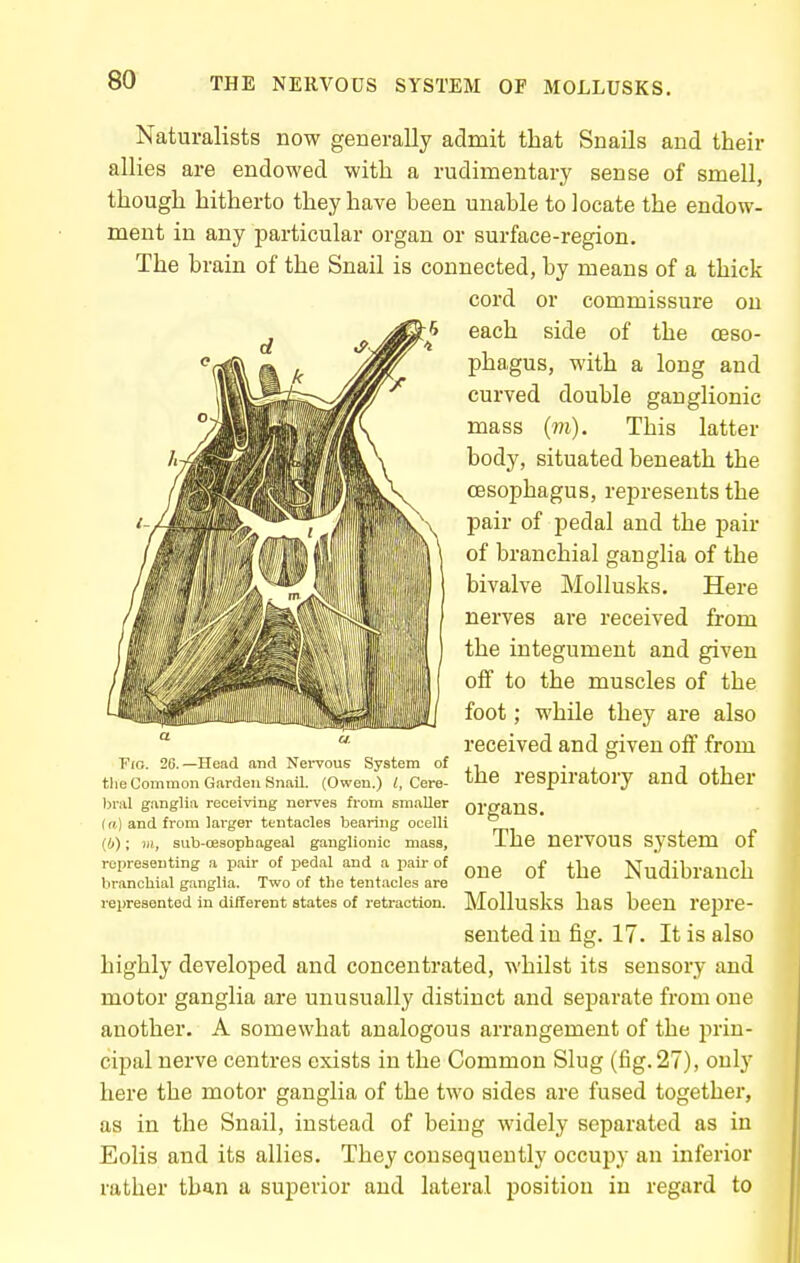 Naturalists now generally admit that Snails and their allies are endowed with a rudimentary sense of smell, though hitherto they have been unable to locate the endow- ment in any laarticular organ or surface-region. The brain of the Snail is connected, by means of a thick cord or commissure on each side of the oeso- phagus, with a long and curved double ganglionic mass (m). This latter body, situated beneath the oesophagus, represents the pair of pedal and the pair of branchial ganglia of the bivalve Mollusks. Here nerves are received from the integument and given off to the muscles of the foot; while they are also received and given off from the respiratory and other organs. The nei'vous system of one of the Nudibrauch Mollusks has been repre- sented in fig. 17. It is also highly developed and concentrated, whilst its sensory and motor ganglia are unusually distinct and separate from one another. A somewhat analogous arrangement of the prin- cipal nerve centres exists in the Common Slug (fig.27), only here the motor ganglia of the two sides are fused together, as in the Snail, instead of being widely separated as in Eolis and its allies. They consequently occupy an inferior rather than a superior and lateral position in regard to ■Pio. 26.—Head and Nei-vous System of the Common Garden Snail. (Owen.) i, Cere- bral ganglia receiving nerves from smaller (a) and from larger tentacles bearing ocelli (6); Hi, sub-oesophageal ganglionic mass, representing a pair of jsedal and a jiair of Viranchial ganglia. Two of the tentacles are represented in different states of retraction.