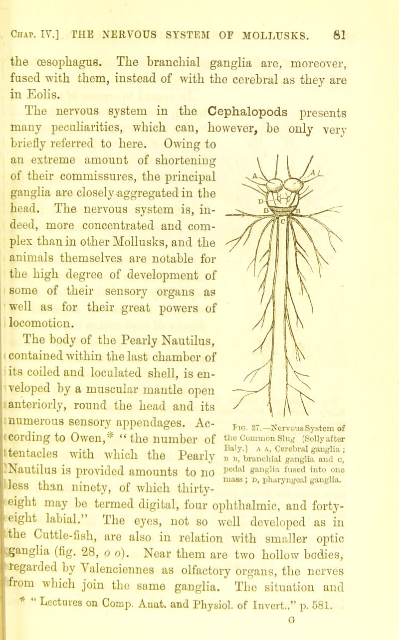 the cesopliague. The branchial ganglia are, moreover, fused with them, instead of with the cerebral as they are in Eolis. The nervous system in the Cephalopods presents many peculiarities, which can, however, be only very briefly referred to here. Owing to an extreme amount of shortening of their commissures, the principal ganglia are closely aggregated in the head. The nervous system is, in- deed, more concentrated and com- plex than in other Mollusks, and the animals themselves are notable for the high degree of development of I some of their sensory organs as 'Well as for their great powers of I locomotion. The body of the Pearly Nautilus, ' contained within the last chamber of its coiled and loculated shell, is en- veloped by a muscular mantle open i anteriorly, round the head and its numerous sensory appendages. Ac- 2T._jfervousSy.stam of ;cording to Owen,'^  the number of the common siug (SoUyafter t tentacles with which the Pearly ^1:-^:^^^$^^ I'Nautilus is provided amounts to no p*^''^ gang'iii fused into ono II ,1 . „ mass; d, ijharyjiLfeal ffaugUa. less than nmety, of which thirty- eight may be termed digital, four ophthalmic, and forty- eight labial. The eyes, not so well developed as in the Cuttle-fish, are also in relation with smaller optic yganglia (fig. 28, o o). Near them are two hollow bodies, Regarded by Valenciennes as olfactory organs, the nerves tfrom which join the same ganglia. The situation and *  Lectures on Comp. Anat. and Physiol, of Invert., p. 581. O