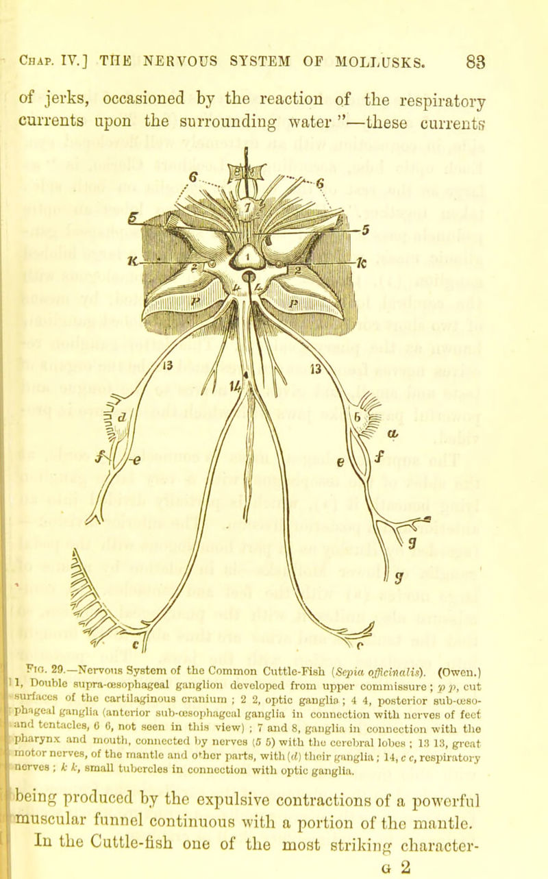 of jerks, occasioned by the reaction of the respiratory currents upon the surrounding water —these currents Fio. 29.—Nervous System of the Common Cuttle-Fish [Sepia officinalix). (Owen.) 11, Double svipra-oesDphageal ganglion developed from upper commissure; v p, cut «8\irfacc8 of the cartilaginous cranium ; 2 2, optic ganglia; 4 4, posterior sub-ceso- F'Phsigeal ganglia (anterior sub-a;soph.agcal ganglia in connection with nerves of feet land tentacles, 6 6, not seen in this view) ; 7 and 8, ganglia in connection with tlio |»pharyn.x and mouth, connected I)y nerves (5 6) with the cerebral lobes ; 13 13, great ■ motor nerves, of the mantle and other parts, with [d) thoir ganglia; 14, c c, respiratory morves ; k k, smaU tubercles in connection with optic ganglia. )being produced by the expulsive contractions of a powerful anuscular funnel continuous with a portion of the mantle. In the Cuttle-fish one of the most striking character- G 2