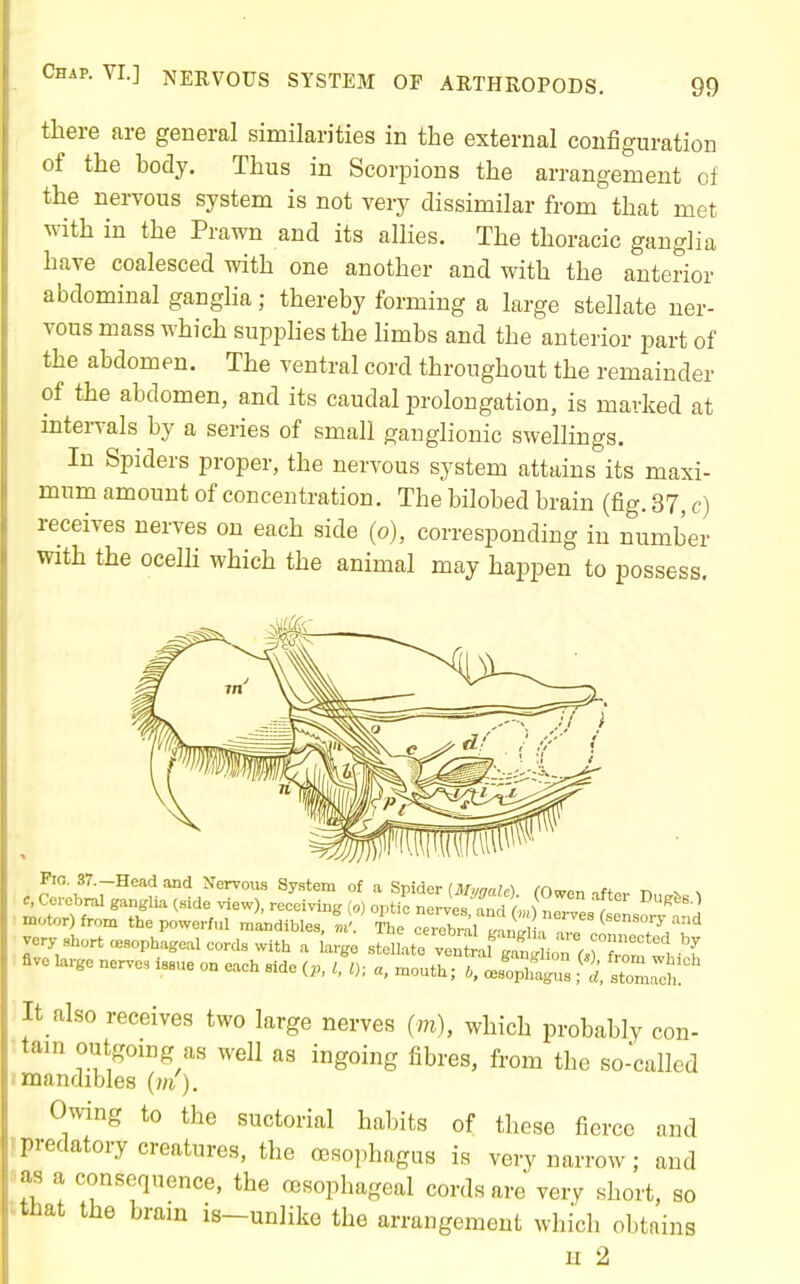 there are general similarities in the external configuration of the body. Thus in Scorpions the arrangement of the nervous system is not very dissimilar from that met with in the Prawn and its allies. The thoracic ganglia have coalesced with one another and with the anterior abdominal ganglia; thereby forming a large stellate ner- vous mass which supphes the limbs and the anterior part of the abdomen. The ventral cord throughout the remainder of the abdomen, and its caudal prolongation, is marked at intei-vals by a series of small ganglionic swellings. In Spiders proper, the nervous system attains its maxi- mum amount of concentration. The bilobed brain (fig. 37, c) receives nerves on each side (o), corresponding in number with the oeelh which the animal may happen to possess. Pro. 37.—Head and Nervous System of a Svider IM„nn!a /n„„ ^ c, Co-ebral ganglia (side view), receiving (o) optirl veSto neTvesIl' motor) from the powerful mandibles, I '. The cerebr;i SnM  ^ 'T^/'^ very short oesophageal cords with a large stellate ven af^^^^^ five large nerves issue on eaeh side („, I, ly, a. mouth; Jo^^x'^Z ti Z.^oxl It also receives two large nerves (771), which probably con- as ingoing fibres, from the so-called mandibles {m ). Owing to the suctorial hal)its of these fierce and predatory creatures, the oesophagus is very narrow; and as a consequence, the oesophageal cords are very short, so tiiat the brain is-unlike the arrangement which obtains u 2