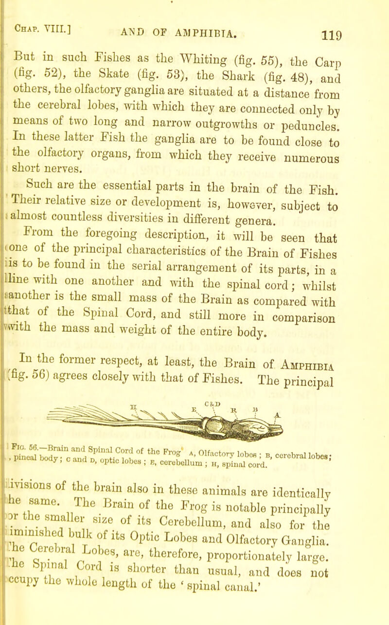 But in such Fishes as the Whiting (fig. 55), the Carp (tig. 52), the Skate (fig. 53), the Shark (fig. 48), and others, the olfactory ganglia are situated at a distance from the cerebral lobes, with which they are connected only by means of two long and narrow outgrowths or peduncles. In these latter Fish the ganglia are to be found close to the olfactory organs, from which they receive numerous short nerves. Such are the essential parts in the brain of the Fish. Their relative size or development is, however, subject to almost countless diversities in different genera. From the foregoing description, it will be seen that one of the principal characteristics of the Brain of Fishes us to be found in the serial arrangement of its parts, in a lime with one another and with the spinal cord; whilst aanother is the small mass of the Brain as compared with tthat of the Spinal Cord, and still more in comparison wwith the mass and weight of the entire body. In the former respect, at least, the Brain of Amphibia (fig. 56) agrees closely with that of Fishes. The principal >.msions of the brain also in these animals are identically he same. The Brain of the Frog is notable principally or the smaller size of its Cerebellum, and also for the . immished bulk of its Optic Lobes and Olfactory Ganglia. ■Joe Cerebml Lobes, are, therefore, proportionately large. Ihe Spinal Cord is shorter than usual, and does not wcupy the whole length of the ' spinal canal.'