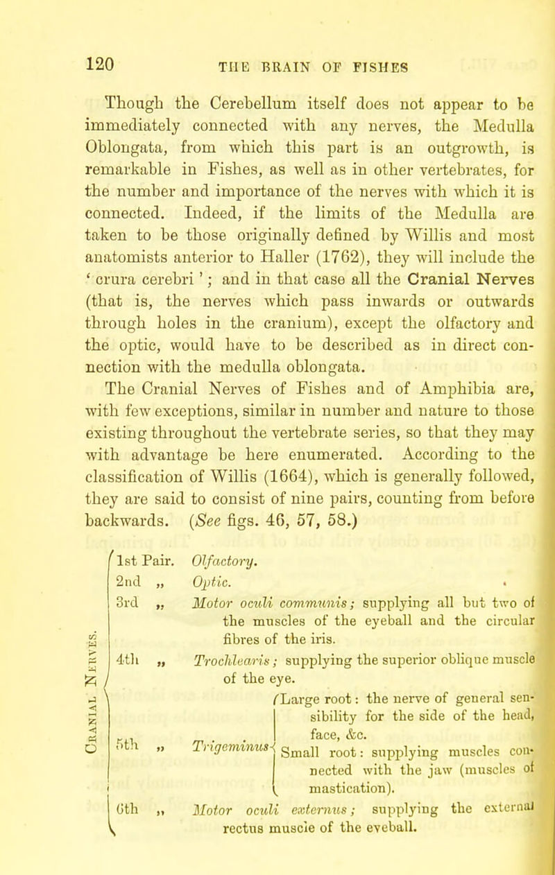 Though the Cerebellum itself does not appear to be immediately connected with any nerves, the Medulla Oblongata, from which this part is an outgrowth, is remarkable in Fishes, as well as in other vei-tebrates, for the number and importance of the nerves with which it is connected. Indeed, if the limits of the Medulla are taken to be those originally defined by Willis and most anatomists anterior to Haller (1762), they will include the * crura cerebri'; and in that case all the Cranial Nerves (that is, the nerves which pass inwards or outwards through holes in the cranium), except the olfactory and the optic, would have to be described as in direct con- nection with the medulla oblongata. The Cranial Nerves of Fishes and of Amphibia are, with few exceptions, similar in number and nature to those existing throughout the vertebrate series, so that they may with advantage be here enumerated. According to the classification of Willis (1664), which is generally followed, they are said to consist of nine pairs, counting from before backwards. {See figs. 46, 57, 58.) ^ 1st Pah-. Olfactory. 2nd „ Optic. ' 3rd „ Motor ocidi communis; supplying all but two oi the muscles of the eyeball and the circular fibres of the iris. 4th „ Trochluaris; supplying the superior oblique muscle ^ j of the eye. /Large root: the nerve of general sen- sibility for the side of the headi T'th „ Trigeminus^ ^^^-^^ root: supplying muscles con- nected with the jaw (muscles of ^ mastication), (jth „ Motor oculi extemus; supplying the external rectus muscle of the eyeball.