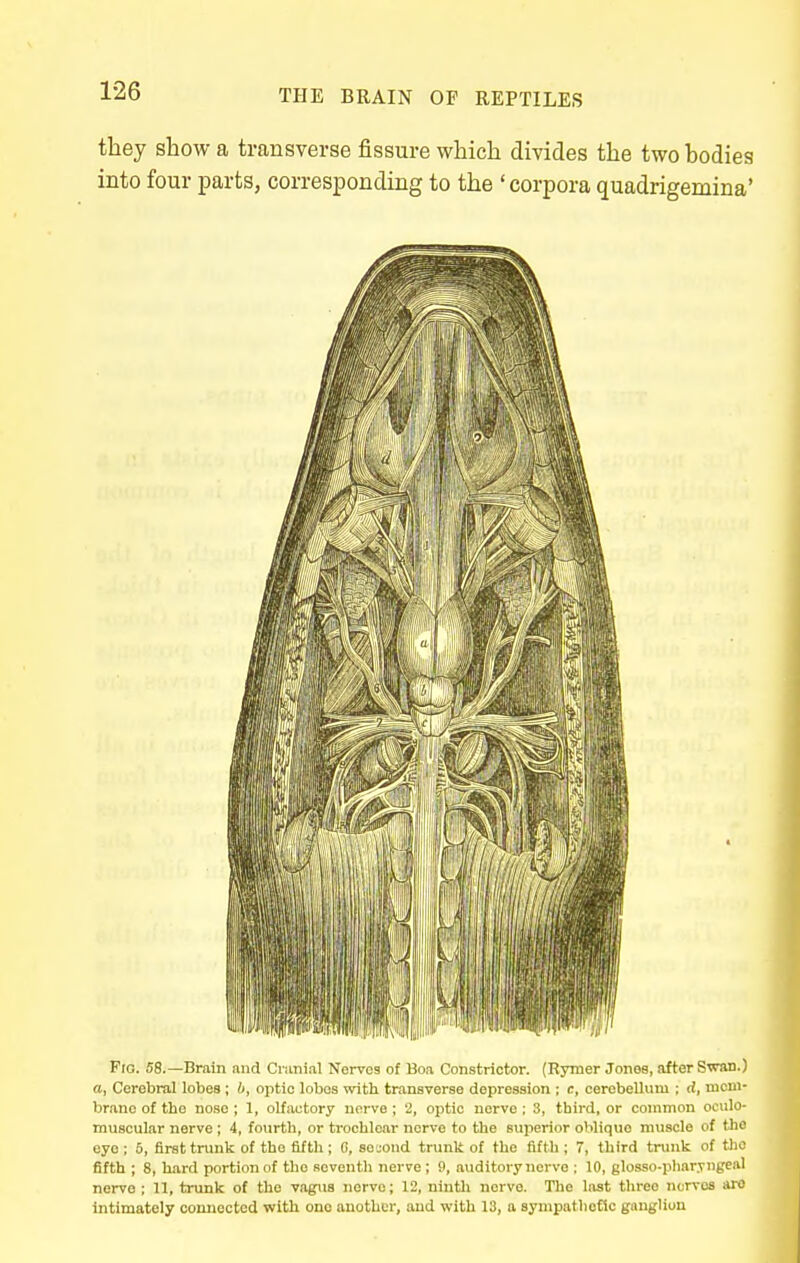 they show a transverse fissure which divides the two bodies into four parts, corresponding to the ' corpora quadrigemina' Fro. 58.—Brain and Cnmial Nerves of Boa Constrictor. (Rymer Jones, after Swan.) a, Cerebral lobes; 6, optic lobes with transverse depression : c, cerebellum ; d, mem- brane of the nose ; 1, olfactory nerve ; '2, optic nerve ; 3, third, or common ociilo- muscular nerve ; 4, fourth, or trochlear nerve to the superior oblique muscle of the eye ; 5, Brat trunk of the fifth ; G, second trunk of the fifth ; 7, third trunk of tlic fifth ; 8, hard portion of the seventh nerve; fl, auditory nerve ; 10, glosso-pharyngeal nerve ; 11, trunk of the vagus nerve; 12, ninth nerve. The last thi-ee nerves are Intimately connected with one another, and with 13, a sympathotlc ganglion