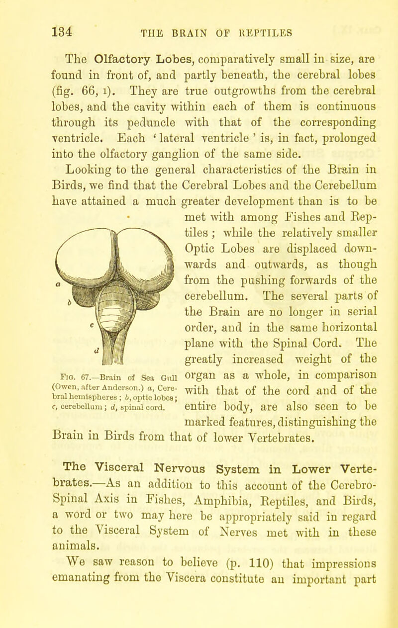 The Olfactory Lobes, comparatively small in size, are found in front of, and partly beneath, the cerebral lobes (fig. 66, i). They are true outgrowths from the cerebral lobes, and the cavity within each of them is continuous through its peduncle with that of the corresponding ventricle. Each ' lateral ventricle ' is, in fact, prolonged into the olfactory ganglion of the same side. Looking to the general characteristics of the Brain in Birds, we find that the Cerebral Lobes and the Cerebellum have attained a much greater development than is to be met with among Fishes and Rep- tiles ; while the relatively smaller Optic Lobes are displaced down- wards and outwards, as though from the pushing forwards of the cerebellum. The sevei-al parts of the Brain are no longer in serial order, and in the same horizontal plane with the Spinal Cord. The greatly increased weight of the Fig. 67.-Brain of Sea Guu Organ as ft wholc, in comparison (Owen, after Anderson.) a, Cere- ^Jtl^ tljg_t of the COrd and of the bral hemispheres ; 6, optic lobes; c, oerebeUuni; d, spinal cord. entire body, are also seen to be marked features, distinguishing the Brain in Birds from that of lower Vertebrates. The Visceral Nervous System in Lower Verte- brates.—As an addition to this account of the Cerebro- spinal Axis in Fishes, Amphibia, Eeptiles, and Birds, a word or two may here be appropriately said in regard to the Visceral System of Nerves met with in these animals. We saw reason to believe (p. 110) that impressions emanating from the Viscera constitute an important part