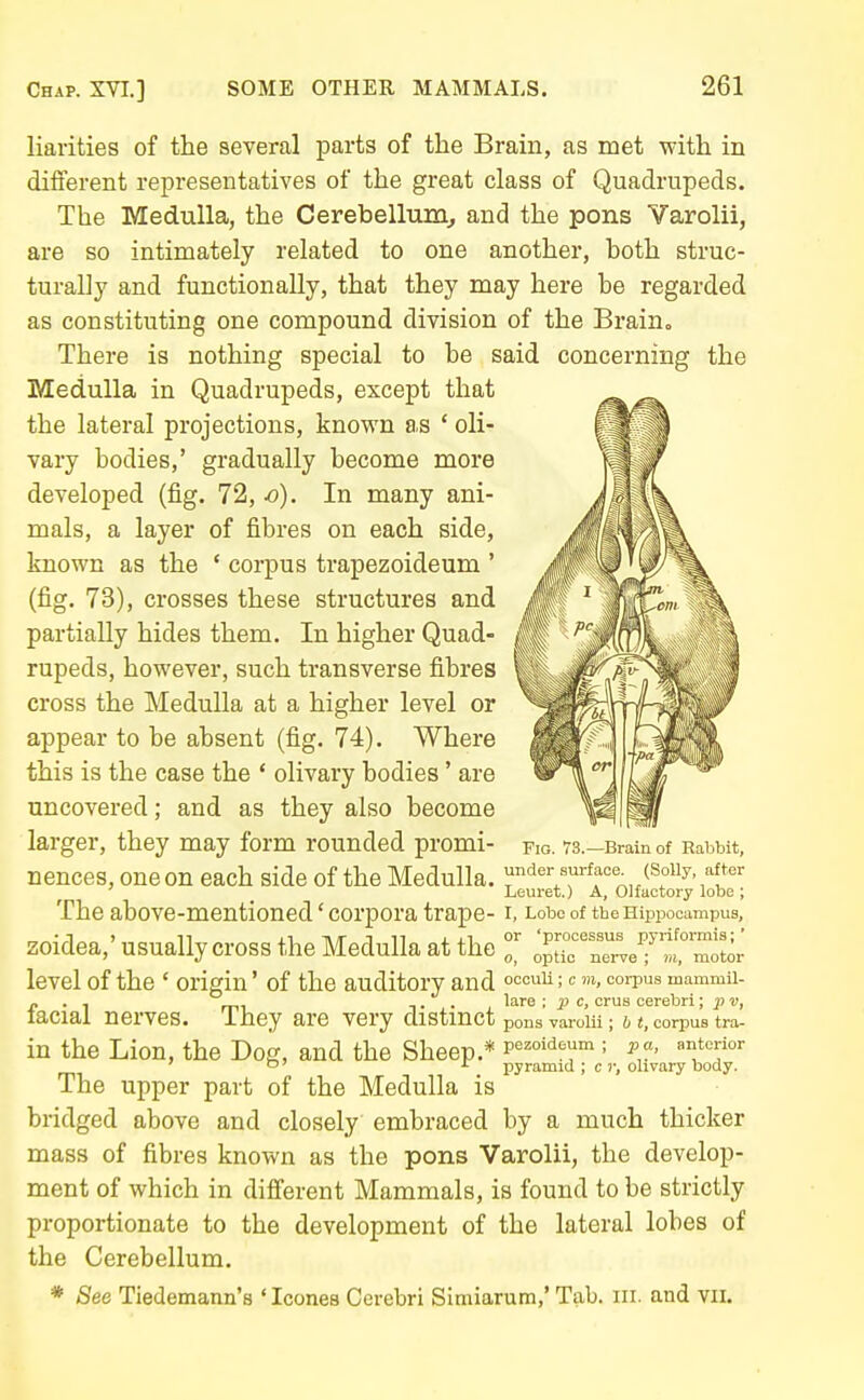 liarities of the several parts of the Brain, as met with in difierent representatives of the great class of Quadrupeds. The Medulla, the Cerebellum, and the pons Varolii, are so intimately related to one another, both struc- turally and functionally, that they may here he regarded as constituting one compound division of the Brain. There is nothing special to be said concerning the Medulla in Quadrupeds, except that the lateral projections, knovs'n as ' oli- vary bodies,' gradually become more developed (fig. 72, jo). In many ani- mals, a layer of fibres on each side, known as the ' corpus trapezoideum ' (fig. 73), crosses these structures and partially hides them. In higher Quad- rupeds, however, such transverse fibres cross the Medulla at a higher level or appear to be absent (fig. 74). Where this is the case the * olivary bodies' are uncovered; and as they also become larger, they may form rounded promi- fig. 73.-Bram of Rabbit, nences, one on each side of the Medulla, under surface^ (Soiiy after Leuret.) A, Olfactory lobe ; The above-mentioned' corpora trape- r, Lobe of the Hippocampus, zoidea,' usually cross the Medulla at the J^f'^i^eT^ motor level of the ' origin' of the auditory and °c°ii; corpus mammii- p . 1 „, ,. . lare ; p c, crus cerebri; v, facial nerves. Ihey are very distinct pons varolii; i«, con^us tra- in the Lion, the Dog, and the Sheep.* P^'^oid^um ; pa, Riiterior 'a' i. pyramid ; c )•, olivary body. The upper part of the Medulla is bridged above and closely embraced by a much thicker mass of fibres known as the pons Varolii, the develop- ment of which in different Mammals, is found to be strictly proportionate to the development of the lateral lobes of the Cerebellum. * See Tiedemann's ' Icones Cerebri Simiarum,' Tab. iii. and vii.