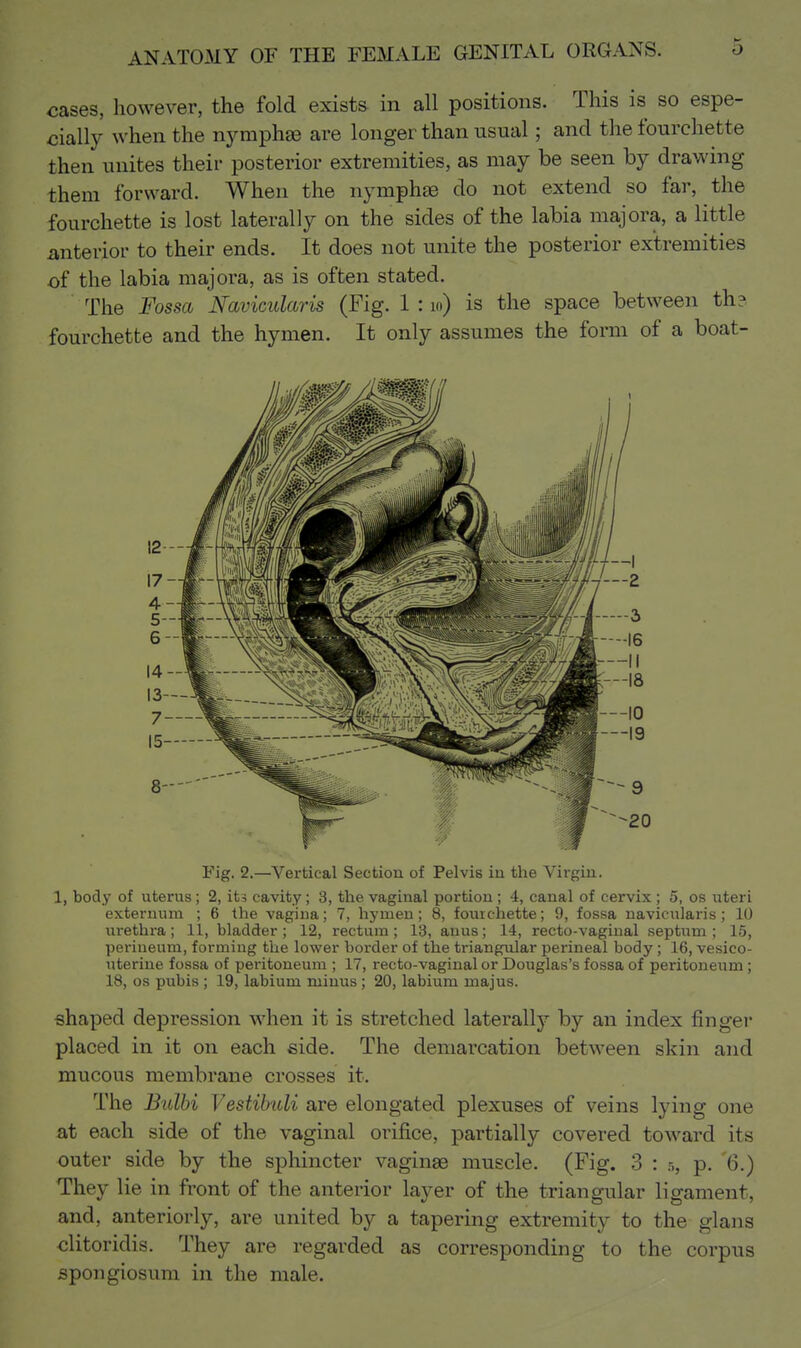 cases, however, the fold exists in all positions. This is so espe- cially when the nymphae are longer than usual; and the fourchette then unites their posterior extremities, as may be seen by drawing them forward. When the nymphte do not extend so far, the fourchette is lost laterally on the sides of the labia majora, a little ^.nterior to their ends. It does not unite the posterior extremities of the labia majora, as is often stated. The Fossa Navicularis (Fig. 1 : lo) is the space between th? fourchette and the hymen. It only assumes the form of a boat- Fig. 2.—Vertical Section of Pelvis in the Virgin, 1, body of uterus; 2, its cavity; 3, the vaginal portion; 4, canal of cervix; 5, os uteri externum ; 6 the vagina; 7, hymen; 8, fourchette; 9, fossa navicularis; 10 urethra; 11, bladder; 12, rectum; 13, auus; 14, recto-vaginal septxim ; 15, perineum, forming the lower border of the triangular perineal body; 16, vesico- uterine fossa of peritoneum ; 17, recto-vaginal or Douglas's fossa of peritoneum; 18, OS pubis ; 19, labium minus; 20, labium majus. shaped depression when it is stretched laterally by an index fingei placed in it on each side. The demarcation between skin and mucous membrane crosses it. The Balbi Vestibuli are elongated plexuses of veins lying one at each side of the vaginal orifice, partially covered toward its outer side by the sphincter vaginae muscle. (Fig. 3 : -,, p. '6.) They lie in front of the anterior layer of the triangular ligament, and, anteriorly, are united by a tapering extremity to the glans olitoridis. They are regarded as corresponding to the corpus spongiosum in the male.