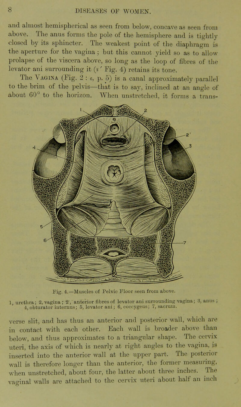 and almost hemispherical as seen from below, concave as seen from above. The anus forms the pole of the hemisphere and is tightly closed by its sphincter. The weakest point of the diaphragm is the aperture for the vagina ; but this cannot yield so as to allow prolapse of the viscera above, so long as the loop of fibres of the levator ani surrounding it (a' Fig. 4) retains its tone. The Vagina (Fig. 2 : o, p. 5) is a canal approximately parallel to the brim of the pelvis—that is to say, inclined at an angle of about 60° to the horizon. When unstretched, it forms a trans- Fig. 4.—Muscles of Pelvic Floor seen from above. 1, urethra; 2, vagina ; 2', anterior fibres of levator ani surrounding vagina; 3, anus ; 4, obturator iuternus; 5, levator ani; 6, coccygeus; 7, sacrum. verse slit, and has thus an anterior and posterior wall, which are in contact with each other. Each wall is broader above than below, and thus approximates to a triangular shape. The cervix nteri, the axis of which is nearly at right angles to the vagina, is inserted into the anterior wall at the upper part. The posterior wall is therefore longer than the anterior, the former measuring, when unstretched, about four, the latter about three inches. The vao-inal walls are attached to the cervix uteri about half an inch