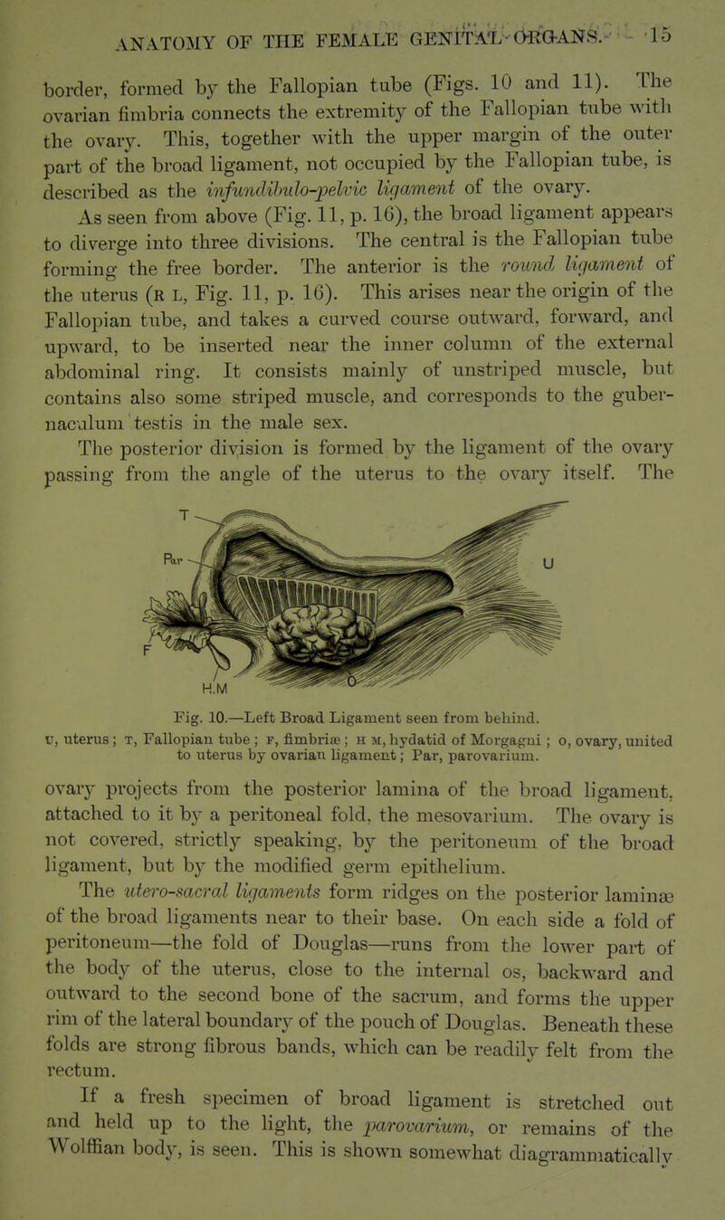 border, formed by the Fallopian tube (Figs. 10 and 11). The ovarian fimbria connects the extremity of the Fallopian tube with the ovary. This, together with the upper margin of the outer part of the broad ligament, not occupied by the Fallopian tube, is described as the infundihulo-pelvic ligament of the ovary. As seen from above (Fig. 11, p. 16), the broad ligament appears to diverge into three divisions. The central is the Fallopian tube forming the free border. The anterior is the round ligament of the uterus (r l, Fig. 11, p. 16). This arises near the origin of the Fallopian tube, and takes a curved course outward, forward, and upward, to be inserted near the inner column of the external abdominal ring. It consists mainly of unstriped muscle, but contains also some striped muscle, and corresponds to the guber- naculum testis in the male sex. The posterior division is formed by the ligament of the ovary passing from the angle of the uterus to the ovary itself. The Fig. 10.—Left Broad Ligament seen from behind. ir, uterus; t, Fallopian tube ; f, fimbria ; h m, hydatid of Morgagui; o, ovary, united to uterus by ovarian ligament; Par, parovarium. ovary projects from the posterior lamina of the broad ligament, attached to it by a peritoneal fold, the mesovarium. The ovary is not covered, strictly speaking, by the peritoneum of the broad ligament, but by the modified germ epithelium. The utero-sacral ligaments form ridges on the posterior laminas of the broad ligaments near to their base. On each side a fold of peritoneum—the fold of Douglas—runs from the lower part of the body of the uterus, close to the internal os, backward and outward to the second bone of the sacrum, and forms the upper rim of the lateral boundary of the pouch of Douglas. Beneath these folds are strong fibrous bands, which can be readily felt from the rectum. If a fresh specimen of broad ligament is stretched out and held up to the light, the parovarium, or remains of the Wolffian body, is seen. This is shown somewhat diagrammatically