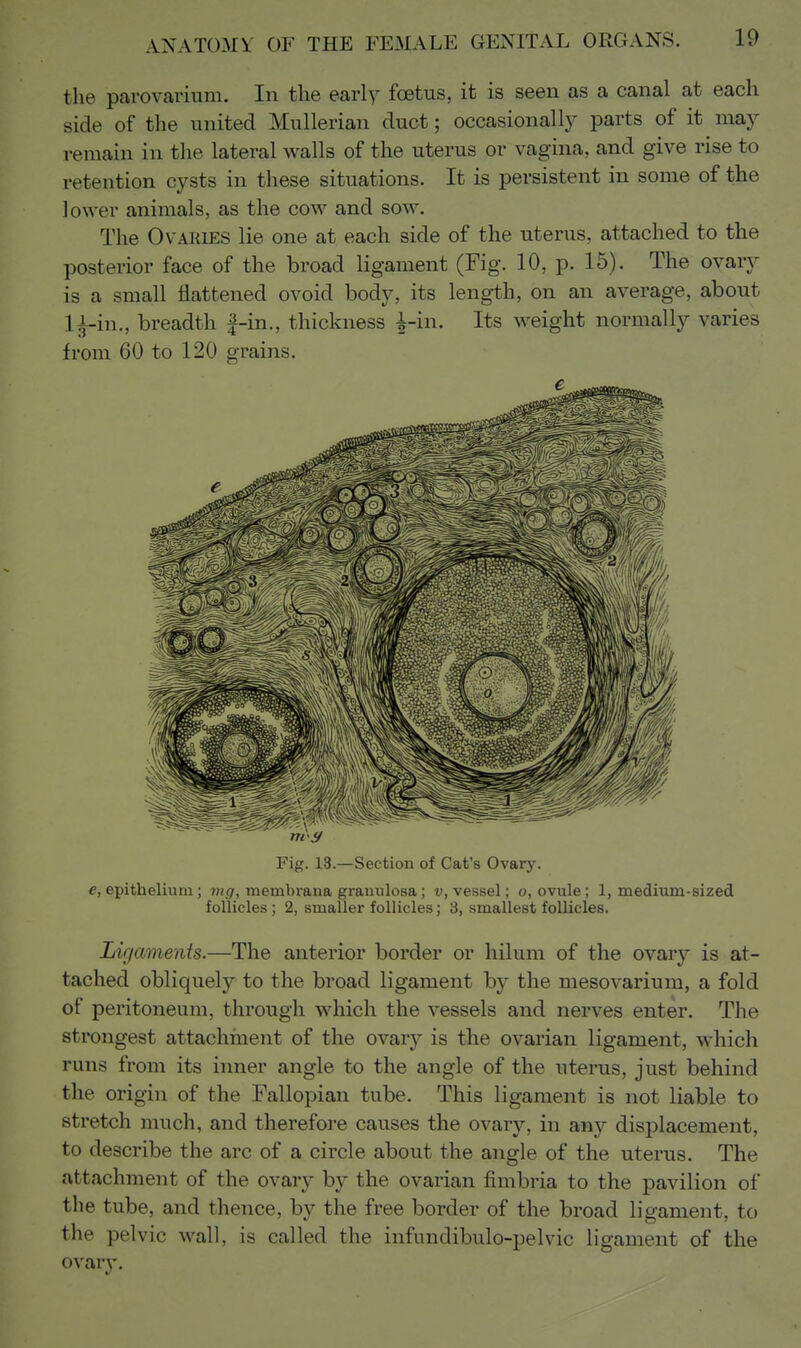 the parovarium. In the early foetus, it is seen as a canal at each side of the united Mullerian duct; occasionally parts of it may remain in the lateral walls of the uterus or vagina, and give rise to retention cysts in these situations. It is persistent in some of the lower animals, as the cow and sow. The Ovaries lie one at each side of the uterus, attached to the posterior face of the broad ligament (Fig. 10, p. 15). The ovary is a small flattened ovoid body, its length, on an average, about l^in,, breadth |-in., thickness |-in. Its weight normally varies from 60 to 120 grains. Fig. 13.—Section of Cat's Ovary. e, epithelium ; mg, membrana granulosa ; v, vessel; o, ovule; 1, medium-sized follicles ; 2, smaller follicles; 3, smallest follicles. Ligaments.—The anterior border or hilum of the ovary is at- tached obliquely to the broad ligament by the mesovarium, a fold of peritoneum, through which the vessels and nerves enter. The strongest attachment of the ovar}?- is the ovarian ligament, which runs from its inner angle to the angle of the uterus, just behind the origin of the Fallopian tube. This ligament is not liable to stretch much, and therefore causes the ovary, in any displacement, to describe the arc of a circle about the angle of the uterus. The attachment of the ovary by the ovarian fimbria to the pavilion of the tube, and thence, by the free border of the broad ligament, to the pelvic wall, is called the infundibulo-pelvic ligament of the ovary.