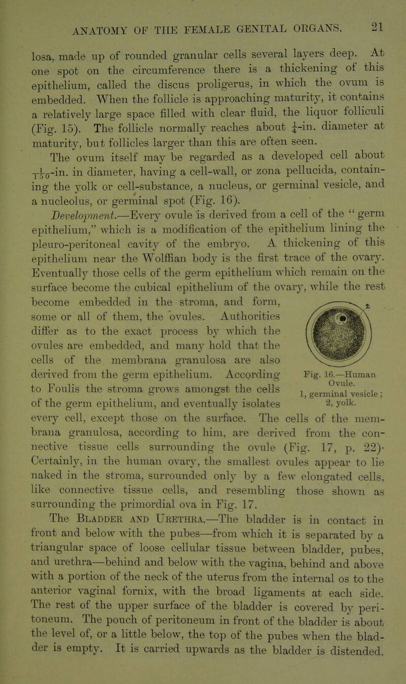 losa, made up of rounded granular cells several layers deep. At one spot on the circumference there is a thickening of this epithelium, called the discus proligerus, in which the ovum is embedded. When the follicle is approaching maturity, it contains a relatively large space filled with clear fluid, the liquor folliculi (Fig. 15). The follicle normally reaches about :^-in. diameter at maturity, but follicles larger than this are often seen. The ovum itself may be regarded as a developed cell about yl-jj-in. in diameter, having a cell-wall, or zona pellucida, contain- ing the yolk or cell-substance, a nucleus, or germinal vesicle, and a nucleolus, or germinal spot (Fig. 16). JDevelopnent.—Every ovule is derived from a cell of the  germ epithelium, which is a modification of the epithelium lining the pleuro-peritoneal cavity of the embryo. A thickening of this epithelium near the Wolffian body is the first trace of the ovary. Eventually those cells of the germ epithelium which remain on the surface become the cubical epithelium of the ovary, while the rest become embedded in the stroma, and form, ^ some or all of them, the ovules. Authorities /^^^^^\ differ as to the exact process hj which the { p ' j ovules are embedded, and many hold that the - -^F/ cells of the membrana granulosa are also \^^^Fy derived from the germ epithelium. According Fig. 16.—Human to Foulis the stroma grows amongst the cells i, germ^nri vesicle; of the germ epithelium, and eventually isolates 2, yolk, every cell, except those on the surface. The cells of the mem- brana granulosa, according to him, are derived from the con- nective tissue cells surrounding the ovule (Fig. 17, j). 22)- Certainly, in the human ovary, the smallest ovules appear to lie naked in the stroma, surrounded only by a few elongated cells, like connective tissue cells, and resembling those shown as surrounding the primordial ova in Fig. 17. The Bladder and Urethra.—The bladder is in contact in front and below with the pubes—from which it is separated by a triangular space of loose cellular tissue between bladder, pubes, and urethra—behind and below with the vagina, behind and above with a portion of the neck of the uterus from the internal os to the anterior vaginal fornix, with the broad ligaments at each side. The rest of the upper surface of the bladder is covered by peri- toneum. The pouch of peritoneum in front of the bladder is about the level of, or a little below, the top of the pubes when the blad- der is empty. It is carried upwards as the bladder is distended.