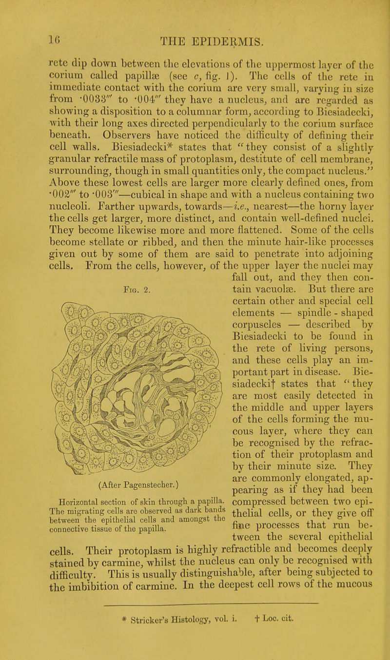 rete dip down between the elevations of the uppermost layer of the corium called papillae (see c, fig. I). The cells of the rete in immediate contact with the corium are very small, varying in size from -0033' to -004' they have a nucleus, and are regarded as showing a disposition to a columnar form, according to Biesiadecki, with their long axes directed perpendicularly to the corium surface beneath. Observers have noticed the difficulty of defining their cell walls. Biesiadecki* states that they consist of a slightly granular refractile mass of protoplasm, destitute of cell membrane, surrounding, though in small quantities only, the compact nucleus. Above these lowest cells are larger more clearly defined ones, from •002' to •003'—cubical in shape and with a nucleus containing two nucleoli. Farther upwards, towards—i.e., nearest—the horny layer the cells get larger, more distinct, and contain well-defined nuclei. They become likewise more and more flattened. Some of the cells become stellate or ribbed, and then the minute hair-like processes given out by some of them are said to penetrate into adjoining cells. From the cells, however, of the upper layer the nuclei may fall out, and they then con- tain vacuolae. But there are certain other and special cell elements — spindle - shaped corpuscles — described by Biesiadecki to be found in the rete of living persons, and these cells play an im- portant part in disease. Bie- siadeckif states that  they are most easily detected in the middle and upper layers of the cells forming the mu- cous layer, where they can be recognised by the refrac- tion of their protoplasm and by their minute size. They are commonly elongated, ap- pearing as if they had been Fig. 2. (After Pagenstecher.) Horizontal section of skin through a papilla, compressed between two epi- The migrating cells are observed as dark bands faeli&l ee\\s 0r thev give off between the epithelial cells and amongst the ja. j. i connective tissue of the papilla. hne processes that run be- tween the several epithelial cells. Their protoplasm is highly refractible and becomes deeply stained by carmine, whilst the nucleus can only be recognised with difficulty. This is usually distinguishable, after being subjected to the imbibition of carmine. In the deepest cell rows of the mucous * Strieker's Histology, vol. i. t Loc. cit.