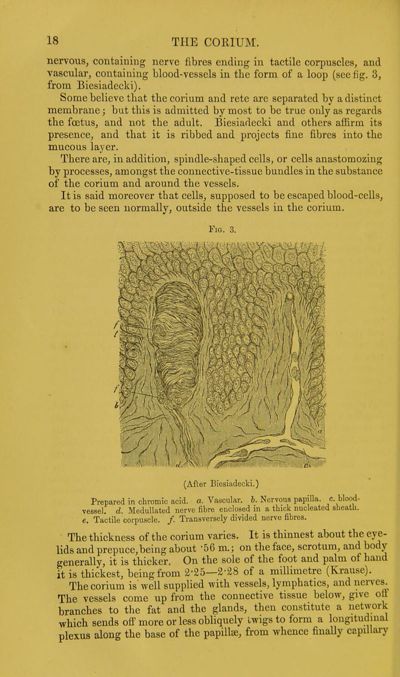 nervous, containing nerve fibres ending in tactile corpuscles, and vascular, containing blood-vessels in the form of a loop (see fig. 3, from Biesiadecki). Some believe that the corium and rete are separated by a distinct membrane; but this is admitted by most to be true only as regards the foetus, and not the adult. Biesiadecki and others affirm its presence, and that it is ribbed and projects fine fibres into the mucous layer. There are, in addition, spindle-shaped cells, or cells anastomozing by processes, amongst the connective-tissue bundles in the substance of the corium and around the vessels. It is said moreover that cells, supposed to be escaped blood-cells, are to be seen normally, outside the vessels in the corium. Fig. 3. (After Biesiadecki.) Prepared in chromic acid. a. Vascular, b. Nervous papilla, c. blood- vessel, d. Medullated nerve fibre enclosed in a tbick nucleated sheath, e. Tactile corpuscle. /. Transversely divided nerve fibres. The thickness of the corium varies. It is thinnest about the eye- lids and prepuce,being about -56 m.; on the face, scrotum, and body generally, it is thicker. On the sole of the foot and palm of hand it is thickest, being from 2-25—2-28 of a millimetre (Krause). The corium is'well supplied with vessels, lymphatics, and nerves. The vessels come up from the connective tissue below, give oft branches to the fat and the glands, then constitute a network which sends off more or less obliquely iwigsto form a longitudinal plexus along the base of the papillae, from whence finally capillary