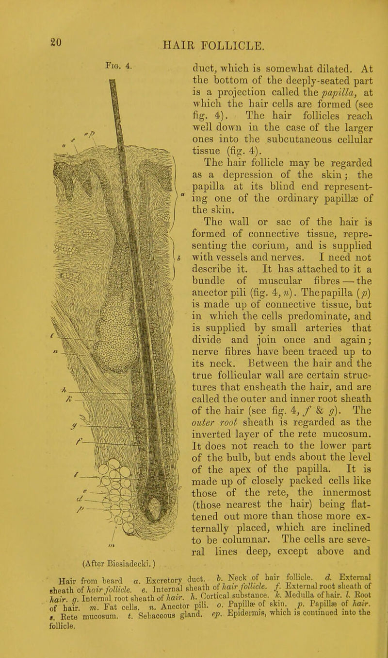 Fig. 4. 'P. m m (After Biesiadecki.) duct, which is somewhat dilated. At the bottom of the deeply-seated part is a projection called the papilla, at which the hair cells are formed (see fig. 4). The hair follicles reach well down in the case of the larger ones into the subcutaneous cellular tissue (fig. 4). The hair follicle may be regarded as a depression of the skin; the papilla at its blind end represent- ing one of the ordinary papillae of the skin. The wall or sac of the hair is formed of connective tissue, repre- senting the corium, and is supplied with vessels and nerves. I need not describe it. It has attached to it a bundle of muscular fibres — the anectorpili (fig. 4>,n). Thepapilla (p) is made up of connective tissue, but in which the cells predominate, and is supplied by small arteries that divide and join once and again; nerve fibres have been traced up to its neck. Between the hair and the true follicular wall are certain struc- tures that ensheath the hair, and are called the outer and inner root sheath of the hair (see fig. 4, f & g). The outer root sheath is regarded as the inverted layer of the rete mucosum. It does not reach to the lower part of the bulb, but ends about the level of the apex of the papilla. It is made up of closely packed cells like those of the rete, the innermost (those nearest the hair) being flat- tened out more than those more ex- ternally placed, which are inclined to be columnar. The cells are seve- ral lines deep, except above and d. External Hair from beard a. Excretory duct b. Neck ot hair Jollic, Bheath of hair follicle, e. Internal sheath of hair follicle, f External root sheath of hair. a. Internal root sheath of 7io«V. h. Cortical suWnce. 7s. Medulla of hair. I Root of hair. hi. Fat cells, n. Anector pih. o. Papillw of skin p. Papilla of W. Eete mucosum. t. Sebaceous gland, ep. Epidermis, which is continued into the follicle.