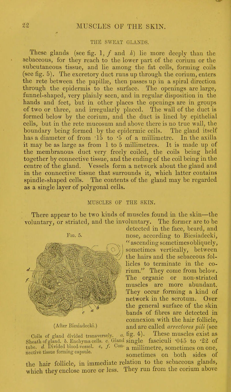 THE SWEAT GLANDS. These glands (see fig. 1, / and h) lie more deeply than the sebaceous, for they reach to the lower part of the corium or the subcutaneous tissue, and lie among the fat cells, forming coils (see fig. 5). The excretory duct runs up through the corium, enters the rete between the papillae, then passes up in a spiral direction through the epidermis to the surface. The openings are large, funnel-shaped, very plainly seen, and in regular disposition in the hands and feet, but in other places the openings are in groups of two or three, and irregularly placed. The wall of the duct is formed below by the corium, and the duct is lined by epithelial cells, but in the rete mucosum and above there is no true wall, the boundary being formed by the epidermic cells. The gland itself has a diameter of from -15 to *5 of a millimetre. In the axilla it may be as large as from 1 to 5 millimetres. It is made up of the membranous duct very freely coiled, the coils being held together by connective tissue, and the ending of the coil being in the centre of the gland. Vessels form a network about the gland and in the connective tissue that surrounds it, which latter contains spindle-shaped cells. The contents of the gland may be regarded as a single layer of polygonal cells. MUSCLES OF THE SKIN. There appear to be two kinds of muscles found in the skin—the voluntary, or striated, and the involuntary. The former are to be detected in the face, beard, and Fig. 5. nose, according to Biesiadecki, ascending sometimes obliquely, sometimes vertically, between the hairs and the sebaceous fol- licles to terminate in the co- rium/'' They come from below. The organic or non-striated muscles are more abundant. They occur forming a kind of network in the scrotum. Over the general surface of the skin bands of fibres are detected in connexion with the hair follicle, and are called arrectores piH (see tig. 4). These muscles exist as fasciculi 045 to 22 of 1_ a millimetre, sometimes on one, sometimes on both sides of the hair follicle, in immediate relation to the sebaceous glands, which they enclose more or less. They run from the corium above (After Biesiadecki.) Coils of gland divided transversely. c. ~ /• Sheath of gland. 6. Enchyma cells. c; Gland single tube. d. Divided blood-vessel, nective tissue forming capsule.