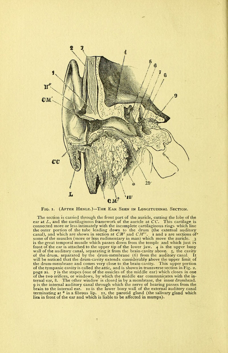 The section is carried tlirough the front part of the auricle, cutting the lobe of the ear at Ly and the cartilaginons framework of the auricle at CC. This cartilage is connected more or less intimately with the incomplete cartilaginous rings which line the outer portion of the tube leading down to the drum (the external auditory canal), and which are shown in section at CM' and CM, i and 2 are sections of* some of the muscles (more or less rudimentary in man) which move the auricle. 3 is the great temporal muscle which passes down from the temple and which just in front of the ear is attached to the upper tip of the lower jaw. 4 is the upper bony wall of the auditory canal, separating it from the brain-cavity above. 5, the cavity of the drum, separated by the drum-membrane (6) from the auditory canal. It will be noticed that the drum-cavity extends considerably above the upper limit of the drum-membrane and comes very close to the brain-cavity. This upper portion of the tympanic cavity is called the attic, and is shown in transverse section in Fig. 2, page 21. 7 is the stapes (one of the ossicles of the middle ear) which closes in one of the two orifices, or windows, by which the middle ear communicates with the in- ternal ear, 8. The other window is closed in by a membrane, the inner drumhead. 9 is the internal auditory canal through which the nerve of hearing passes from the brain to the internal ear. 10 is the lower bony wail of the external auditory canal terminating at * in a fibrous lip. 11. the parotid gland (the salivary gland which lies in front of the ear and which is liable to be affected in mumps).