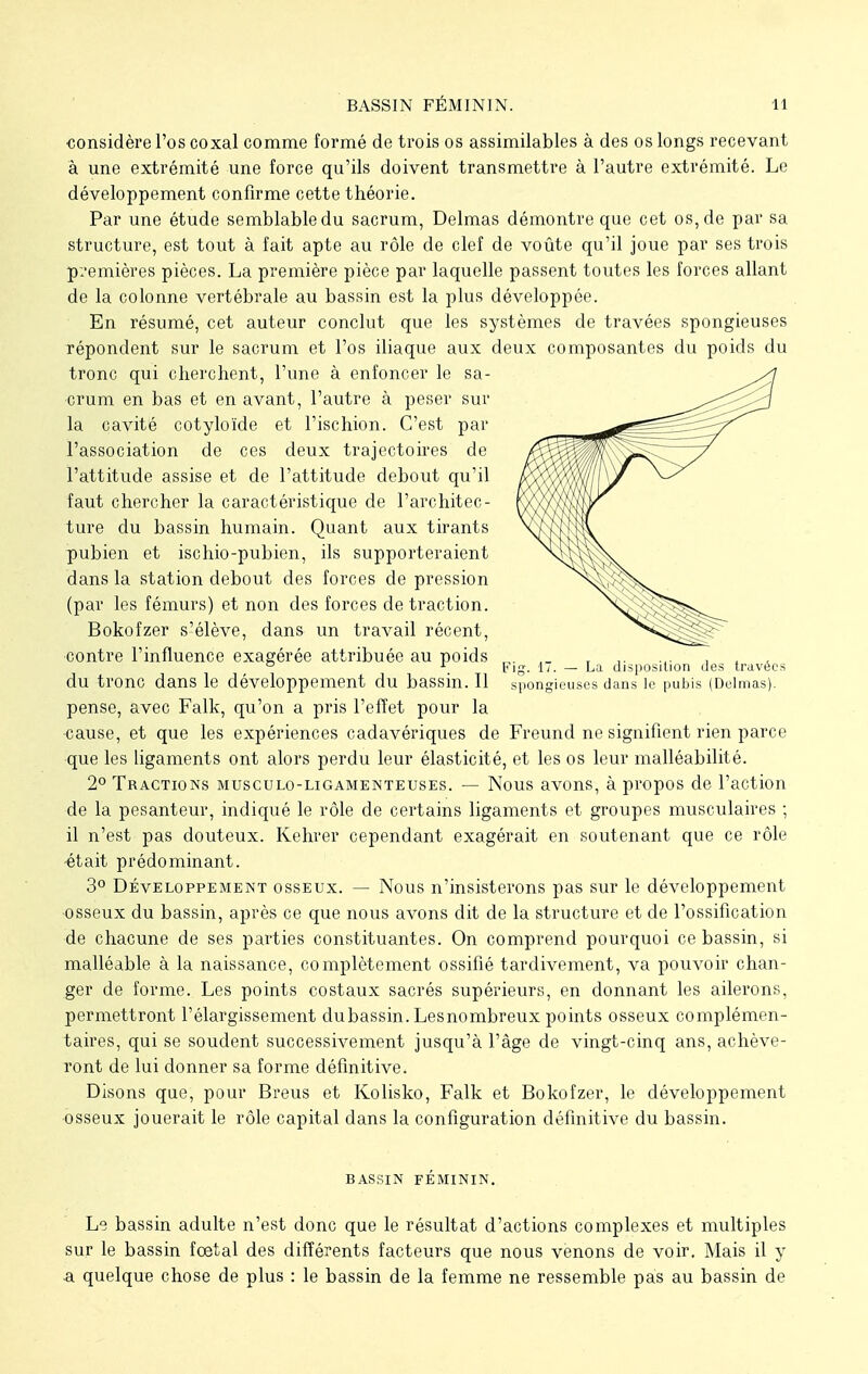 considère l'os coxal comme formé de trois os assimilables à des os longs recevant à une extrémité une force qu'ils doivent transmettre à l'autre extrémité. Le développement confirme cette théorie. Par une étude semblable du sacrum, Delmas démontre que cet os, de par sa structure, est tout à fait apte au rôle de clef de voûte qu'il joue par ses trois premières pièces. La première pièce par laquelle passent toutes les forces allant de la colonne vertébrale au bassin est la plus développée. En résumé, cet auteur conclut que les systèmes de travées spongieuses répondent sur le sacrum et l'os iliaque aux deux composantes du poids du tronc qui cherchent, l'une à enfoncer le sa- crum en bas et en avant, l'autre à peser sur la cavité cotyloïde et l'ischion. C'est par l'association de ces deux trajectoires de l'attitude assise et de l'attitude debout qu'il faut chercher la caractéristique de l'architec- ture du bassin humain. Quant aux tirants pubien et ischio-pubien, ils supporteraient dans la station debout des forces de pression (par les fémurs) et non des forces de traction. Bokofzer s'élève, dans un travail récent, contre l'influence exagérée attribuée au poids „. D 1 Fig. 17. — La disposition des travées du tronc dans le développement du bassin. Il spongieuses dans le pubis (Delmas). pense, avec Falk, qu'on a pris l'effet pour la cause, et que les expériences cadavériques de Freund ne signifient rien parce que les ligaments ont alors perdu leur élasticité, et les os leur malléabilité. 2° Tractions musculo-ligamenteuses. — Nous avons, à propos de l'action ■de la pesanteur, indiqué le rôle de certains ligaments et groupes musculaires ; il n'est pas douteux. Kehrer cependant exagérait en soutenant que ce rôle était prédominant. 3° Développement osseux. — Nous n'insisterons pas sur le développement •osseux du bassin, après ce que nous avons dit de la structure et de l'ossification de chacune de ses parties constituantes. On comprend pourquoi ce bassin, si malléable à la naissance, complètement ossifié tardivement, va pouvoir chan- ger de forme. Les points costaux sacrés supérieurs, en donnant les ailerons, permettront l'élargissement dubassin. Lesnombreux points osseux complémen- taires, qui se soudent successivement jusqu'à l'âge de vingt-cinq ans, achève- ront de lui donner sa forme définitive. Disons que, pour Breus et Kolisko, Falk et Bokofzer, le développement osseux jouerait le rôle capital dans la configuration définitive du bassin. BASSIN FÉMININ. Le bassin adulte n'est donc que le résultat d'actions complexes et multiples sur le bassin fœtal des différents facteurs que nous venons de voir. Mais il y a quelque chose de plus : le bassin de la femme ne ressemble pas au bassin de