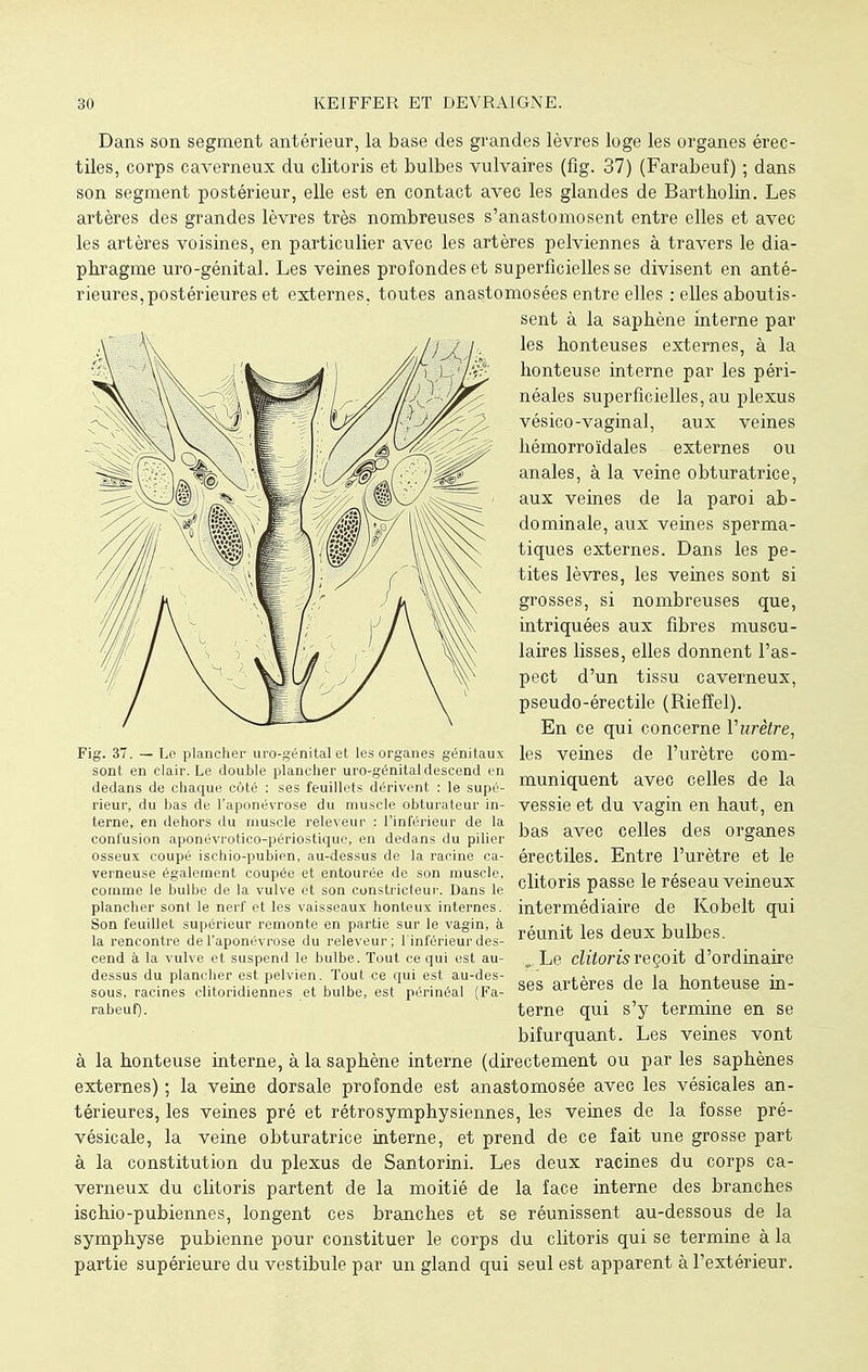 Dans son segment antérieur, la base des grandes lèvres loge les organes érec- tiles, corps caverneux du clitoris et bulbes vulvaires (fig. 37) (Farabeuf) ; dans son segment postérieur, elle est en contact avec les glandes de Bartholin. Les artères des grandes lèvres très nombreuses s'anastomosent entre elles et avec les artères voisines, en particulier avec les artères pelviennes à travers le dia- phragme uro-génital. Les veines profondes et superficielles se divisent en anté- rieures, postérieures et externes, toutes anastomosées entre elles : elles aboutis- sent à la saphène interne par les honteuses externes, à la honteuse interne par les péri- néales superficielles, au plexus vésico-vaginal, aux veines hémorroïdales externes ou anales, à la veine obturatrice, aux veines de la paroi ab- dominale, aux veines sperma- tiques externes. Dans les pe- tites lèvres, les veines sont si grosses, si nombreuses que, intriquées aux fibres muscu- laires lisses, elles donnent l'as- pect d'un tissu caverneux, pseudo-érectile (Riefîel). En ce qui concerne Vurètre, les veines de l'urètre com- muniquent avec celles de la vessie et du vagin en haut, en bas avec celles des organes érectiles. Entre l'urètre et le clitoris passe le réseau veineux intermédiaire de Kobelt qui réunit les deux bulbes. „ Le clitoris reçoit d'ordinaire ses artères de la honteuse in- terne qui s'y termine en se bifurquant. Les veines vont à la honteuse interne, à la saphène interne (directement ou par les saphènes externes) ; la veine dorsale profonde est anastomosée avec les vésicales an- térieures, les veines pré et rétrosymphysiennes, les veines de la fosse pré- vésicale, la veine obturatrice interne, et prend de ce fait une grosse part à la constitution du plexus de Santorini. Les deux racines du corps ca- verneux du clitoris partent de la moitié de la face interne des branches ischio-pubiennes, longent ces branches et se réunissent au-dessous de la symphyse pubienne pour constituer le corps du clitoris qui se termine à la partie supérieure du vestibule par un gland qui seul est apparent à l'extérieur. Fig. 37. — Le plancher uro-génital et les organes génitaux sont en clair. Le double plancher uro-génital descend en dedans de chaque côté : ses feuillets dérivent : le supé- rieur, du bas de l'aponévrose du muscle obturateur in- terne, en dehors du muscle releveur : l'inférieur de la confusion aponévrotico-périostique, en dedans du pilier osseux coupé ischio-pubien, au-dessus de la racine ca- verneuse également coupée et entourée de son muscle, comme le bulbe de la vulve et son constricteur. Dans le plancher sont le nerf et les vaisseaux honteux internes. Son feuillet supérieur remonte en partie sur le vagin, à la rencontre de l'aponévrose du releveur ; l'inférieur des- cend à la vulve et suspend le bulbe. Tout ce qui est au- dessus du plancher est pelvien. Tout ce qui est au-des- sous, racines clitoridiennes et bulbe, est périnéal (Fa- rabeuf).